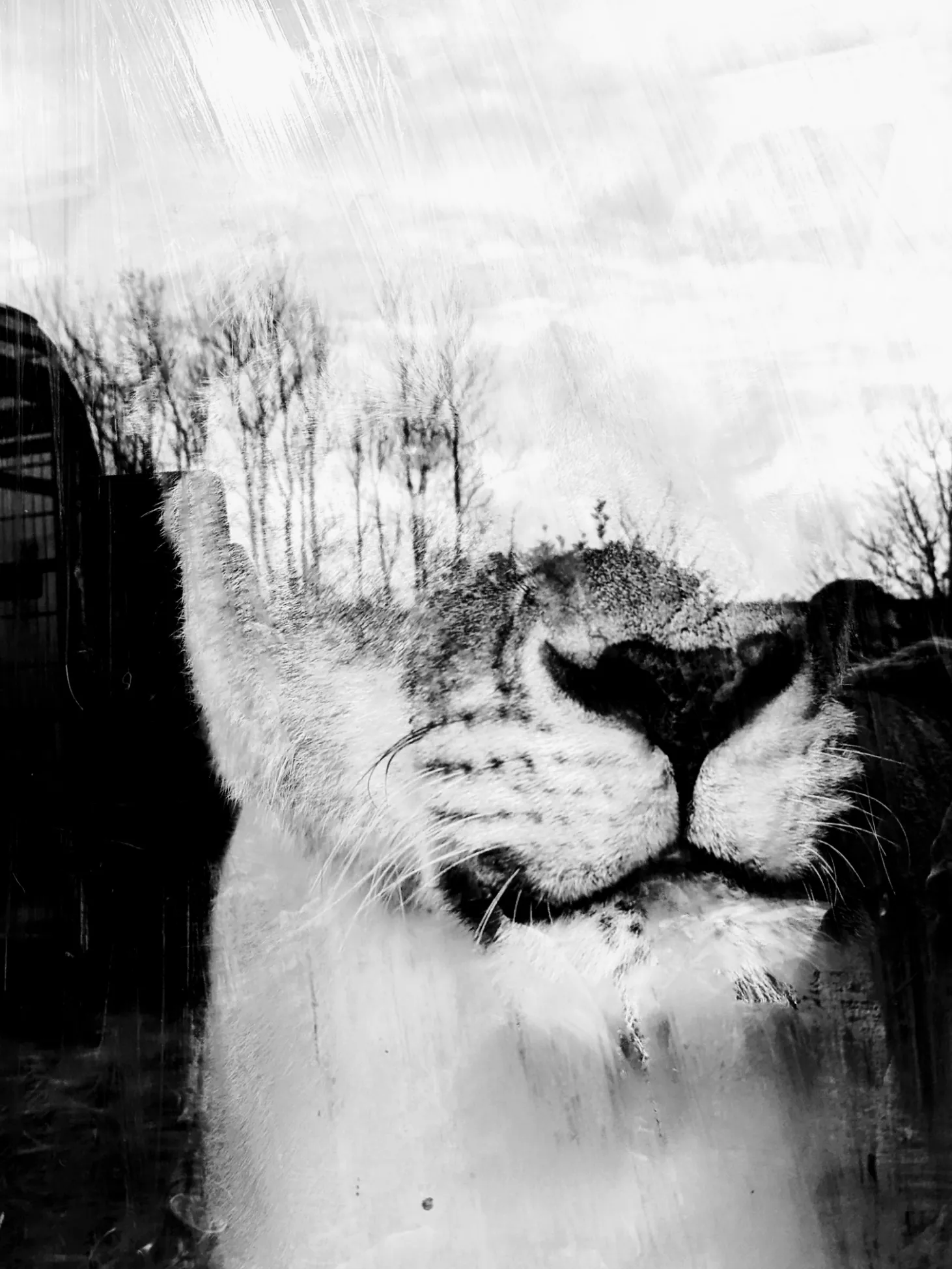 Lioness