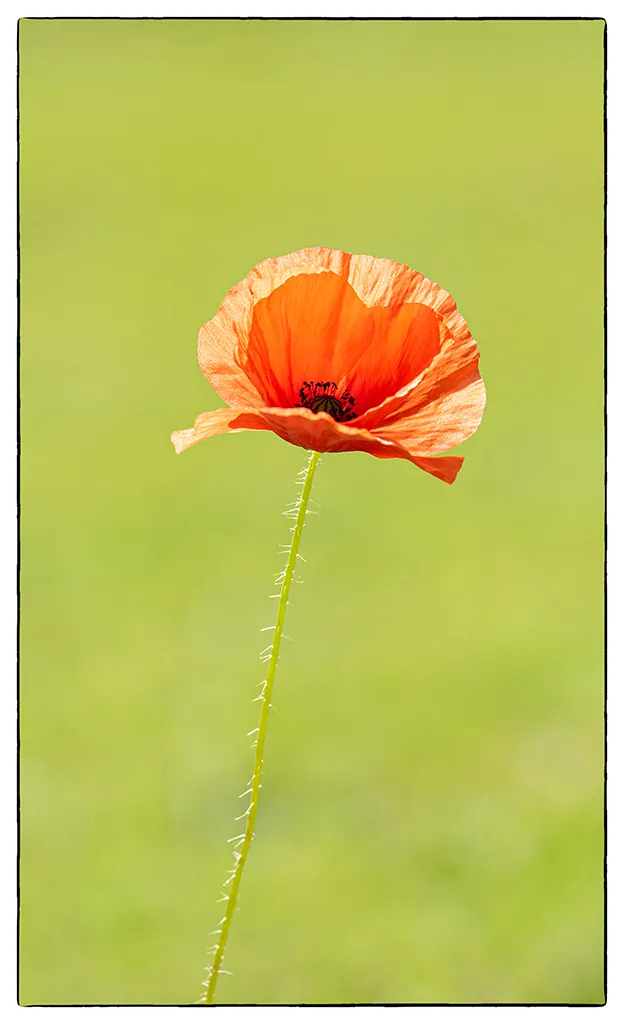 Poppy