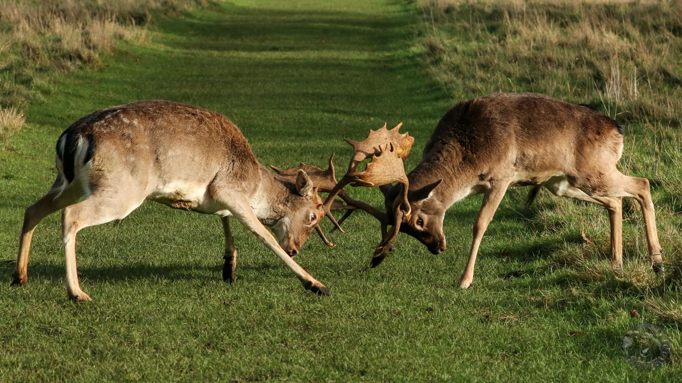 Entry 25497626