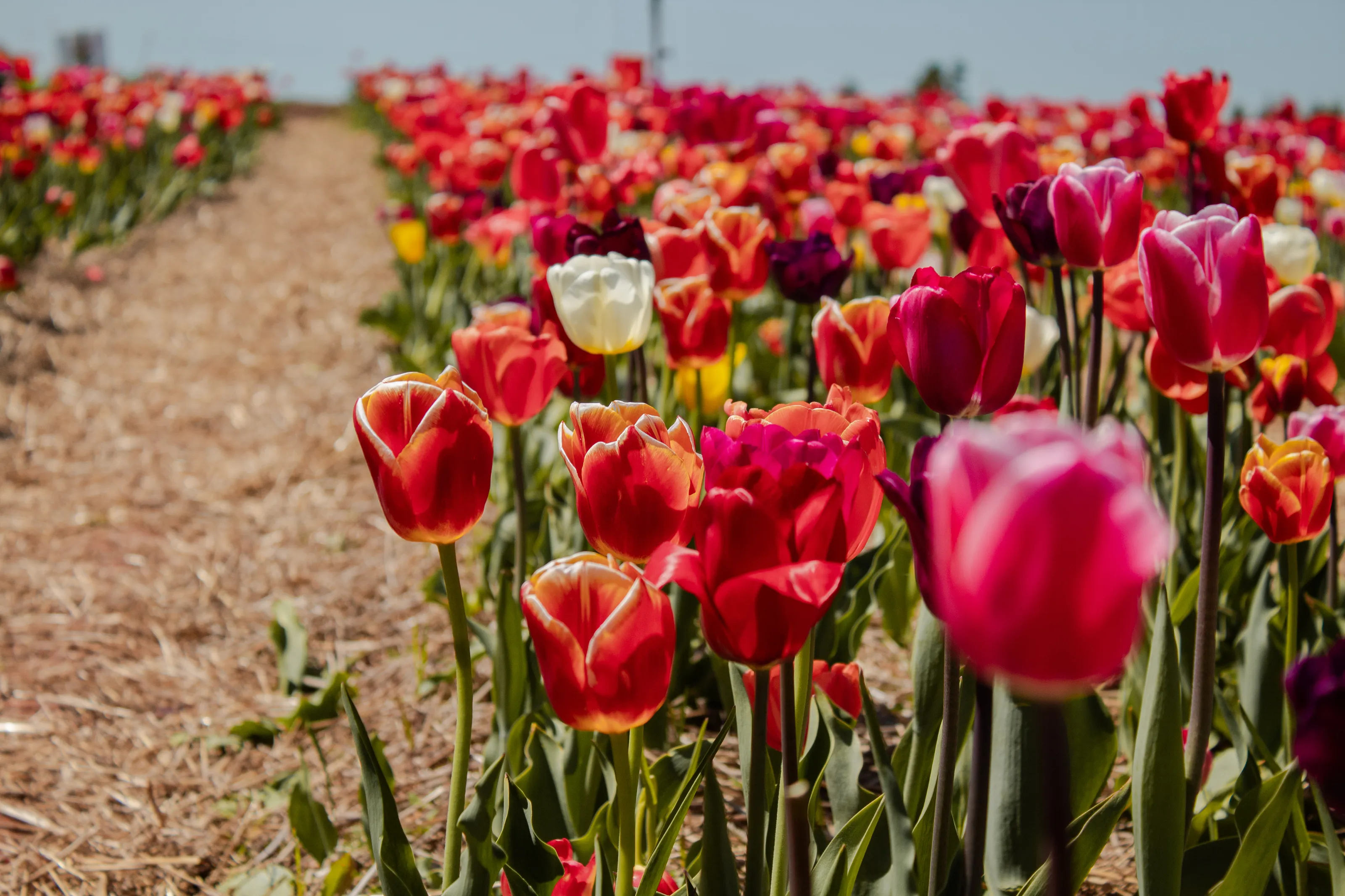 Colourful Tulip Fields