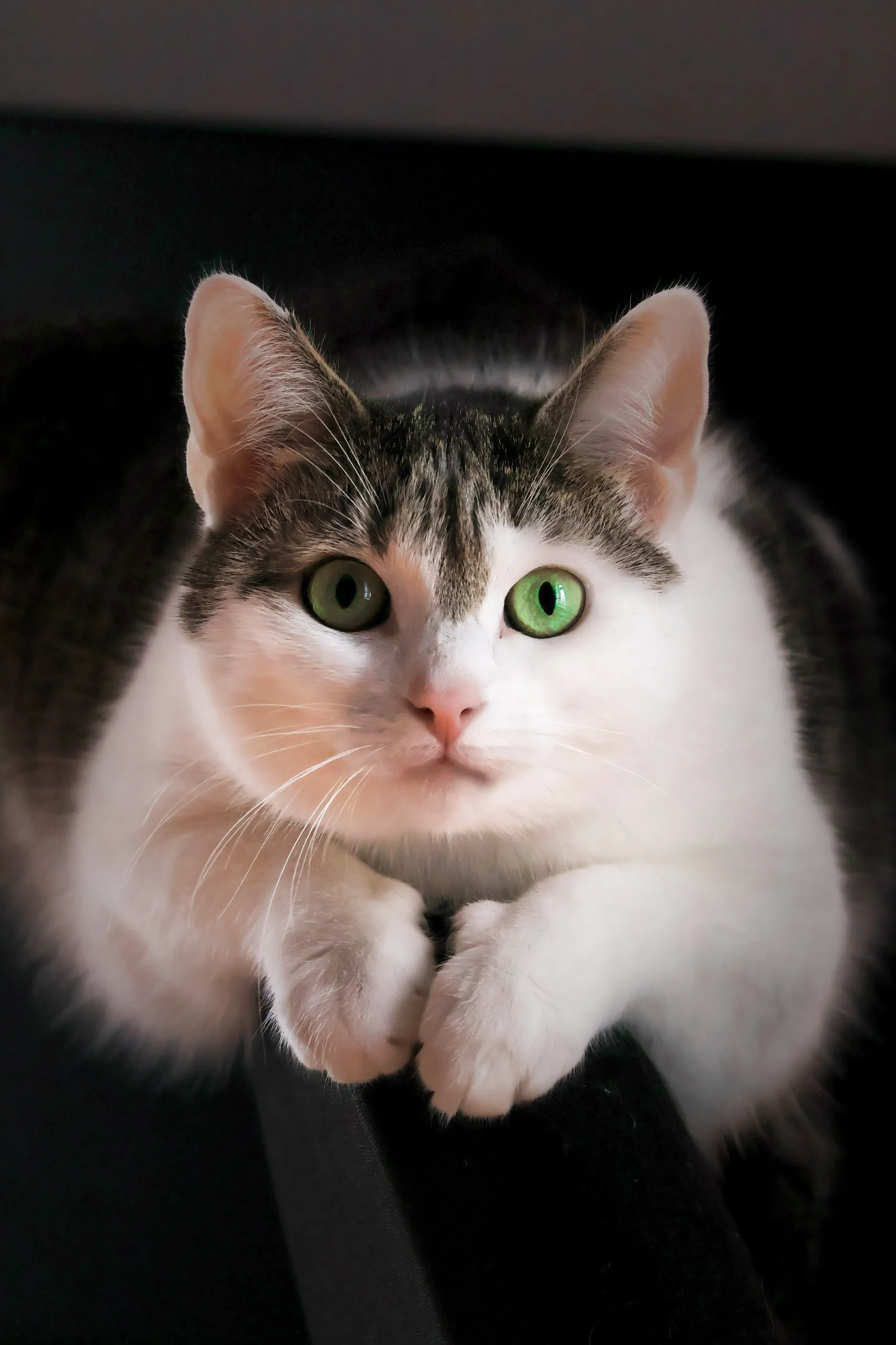 The green-eyed cat is watching intently