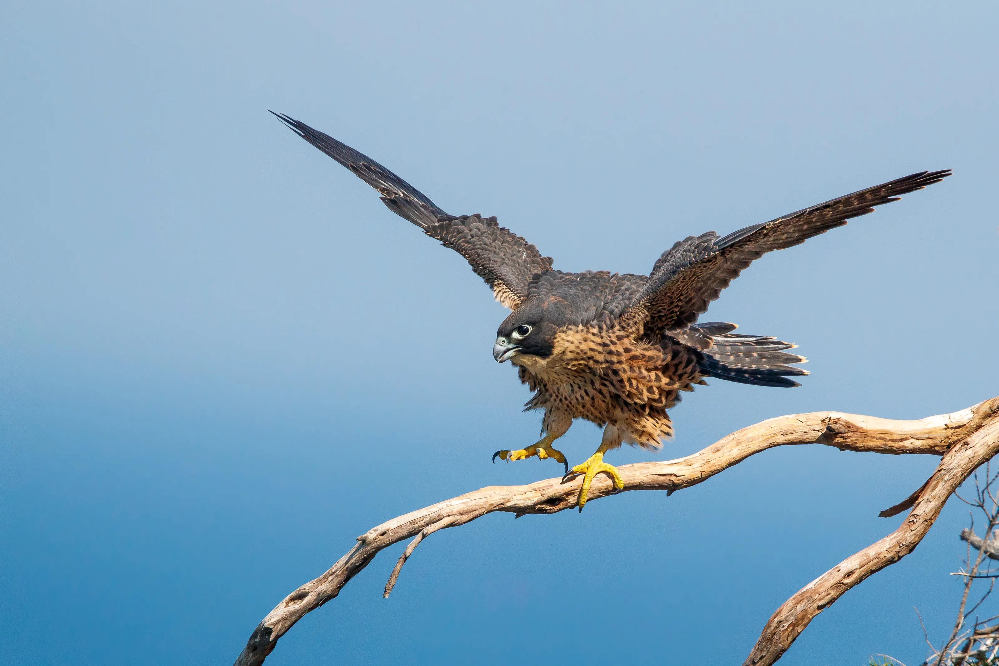 Balancing Act