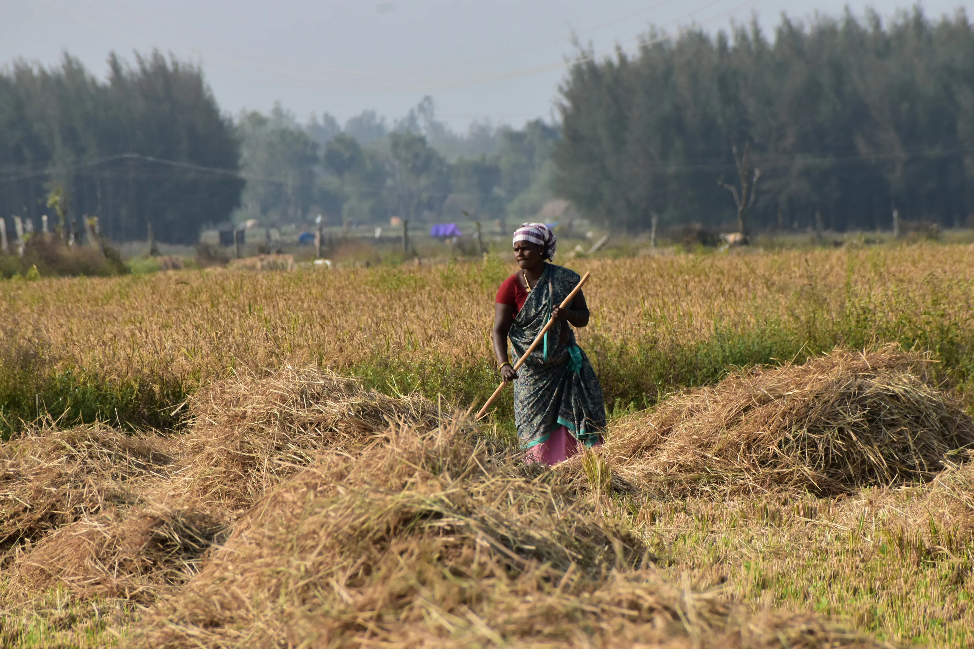 Indian woman harvesting rice