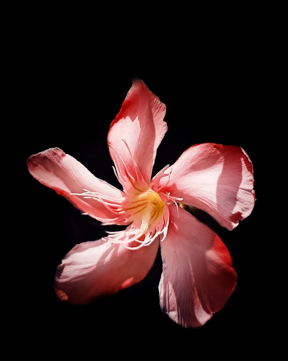 Art That Blooms