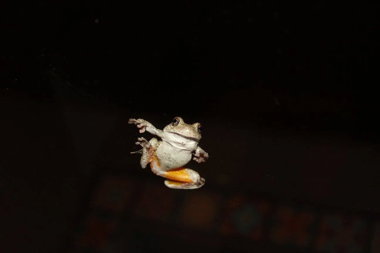 Is it a bird? Is it a plane? No- it’s a frog?