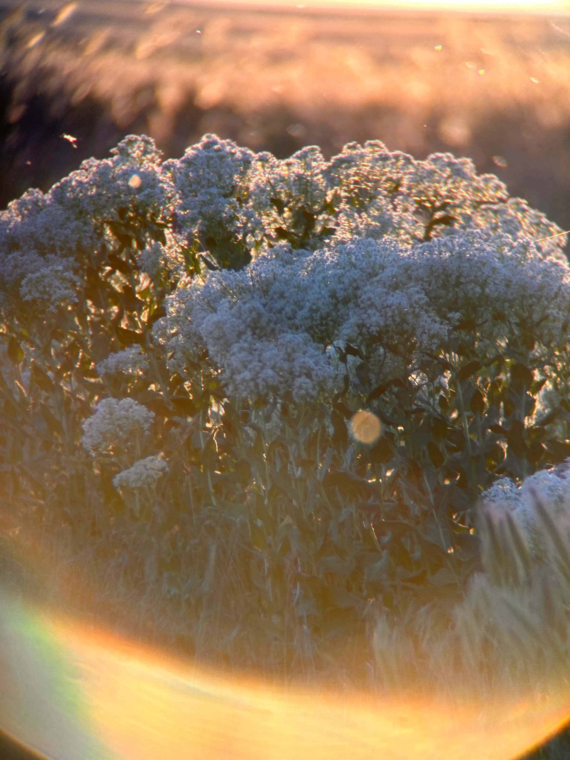 Sun Glare X Flowers