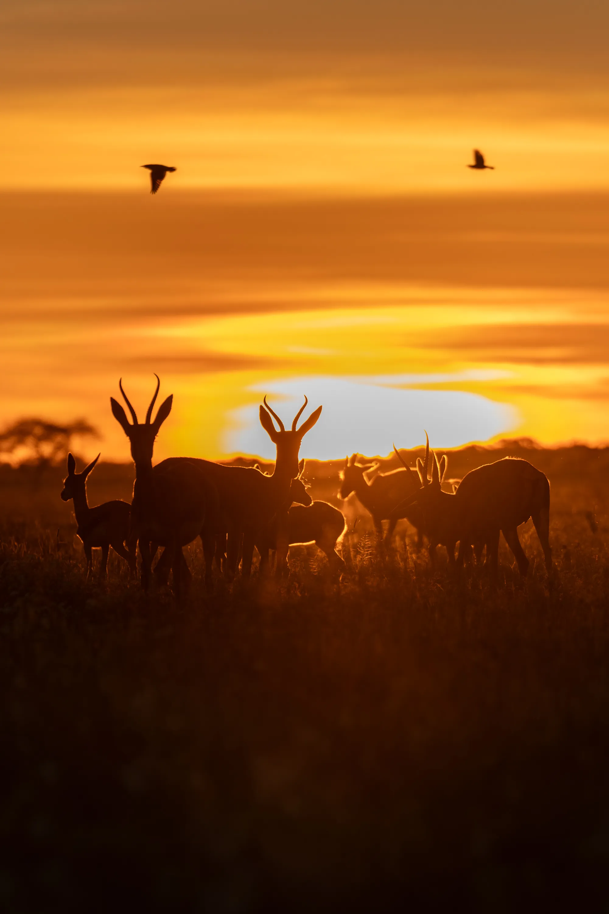 Kalahari Sunset