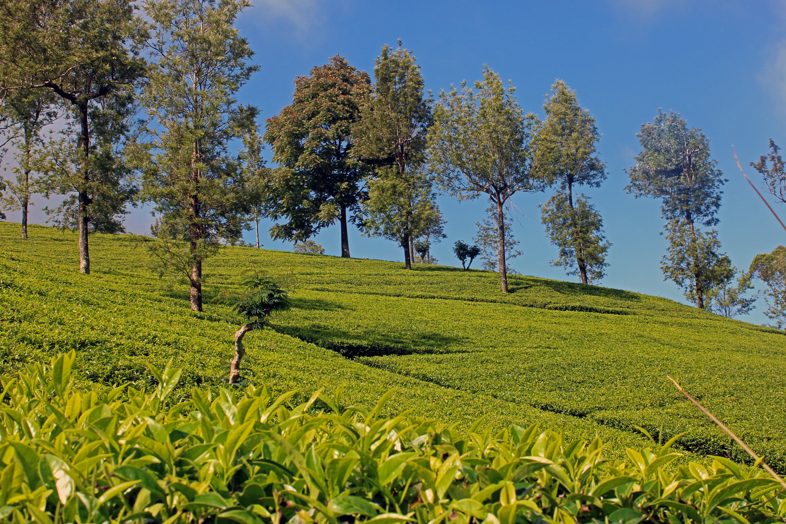 Sri Lankan Hill country landscape of tea plantations.