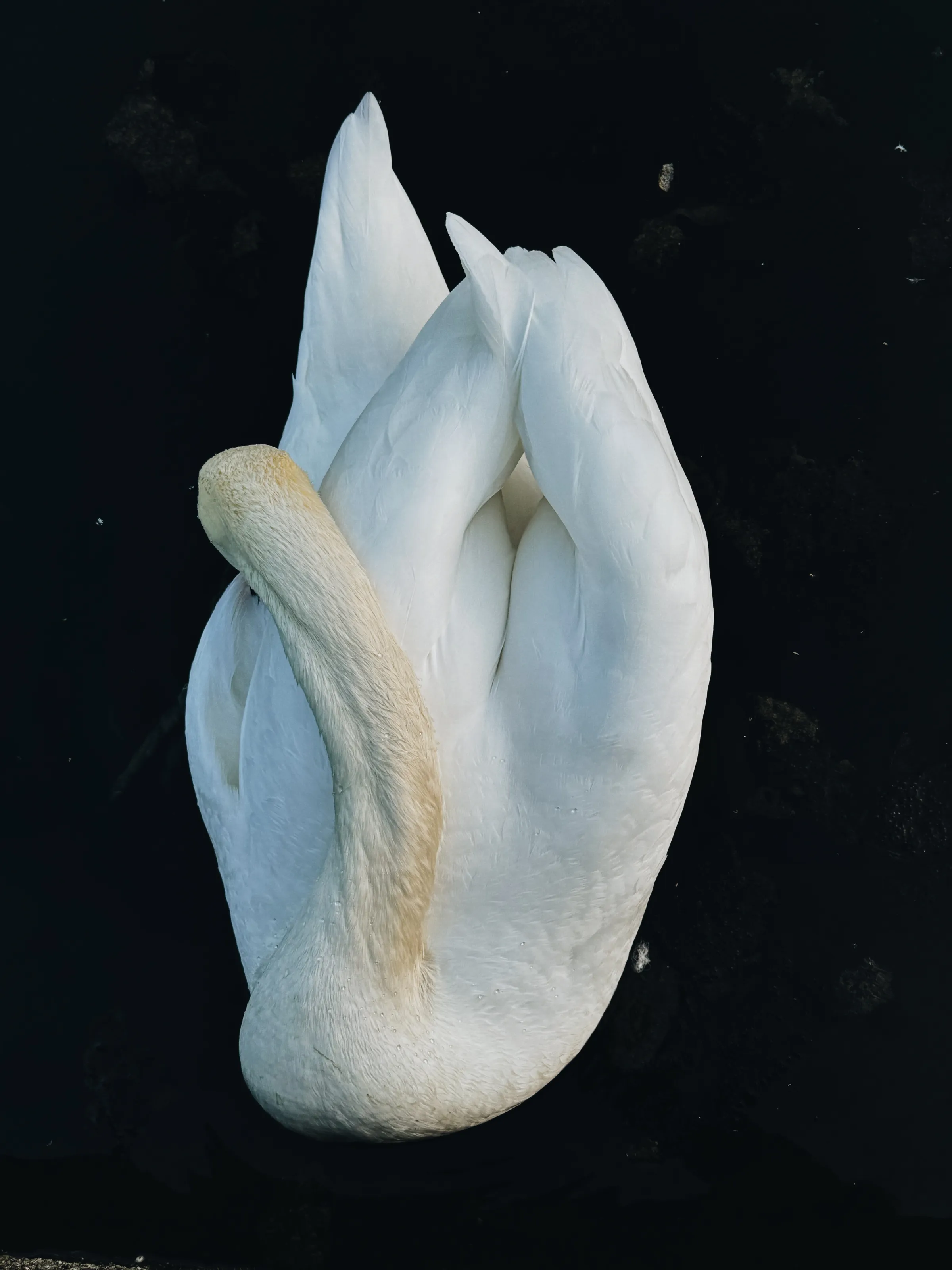 The heart