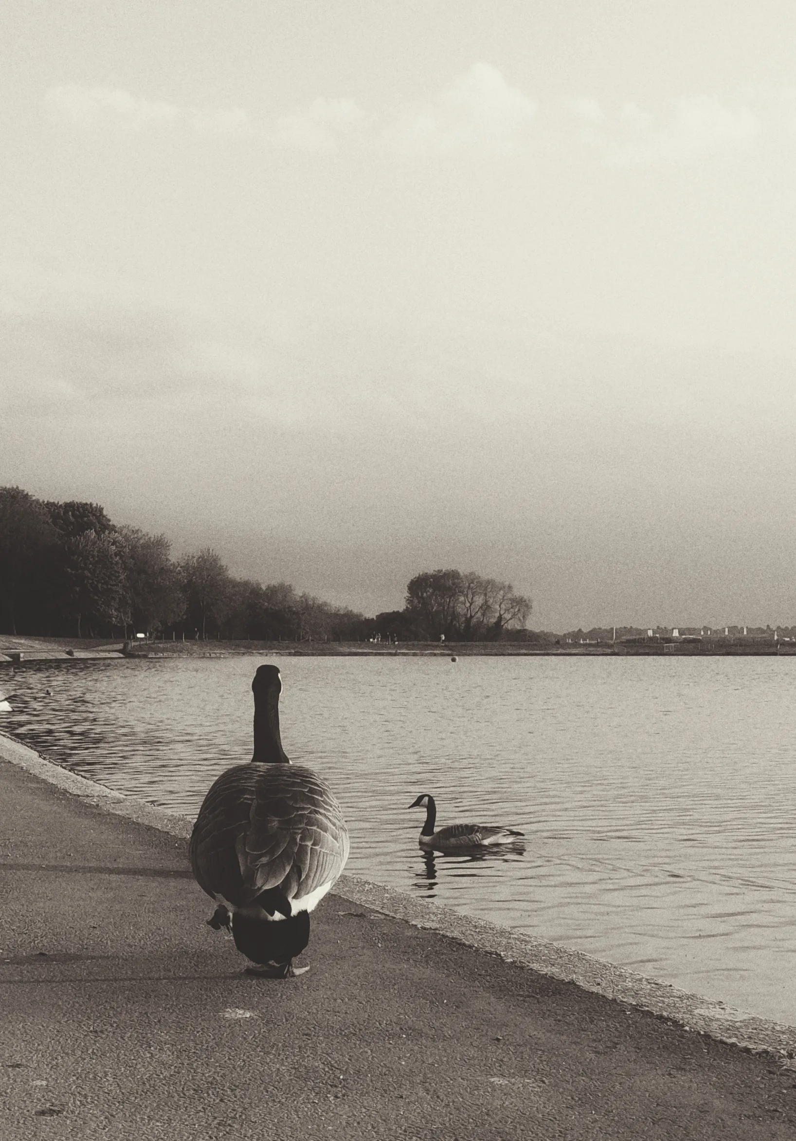 Scheming goose