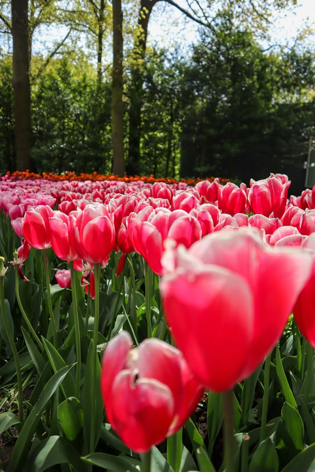 Nederland Tulip fields