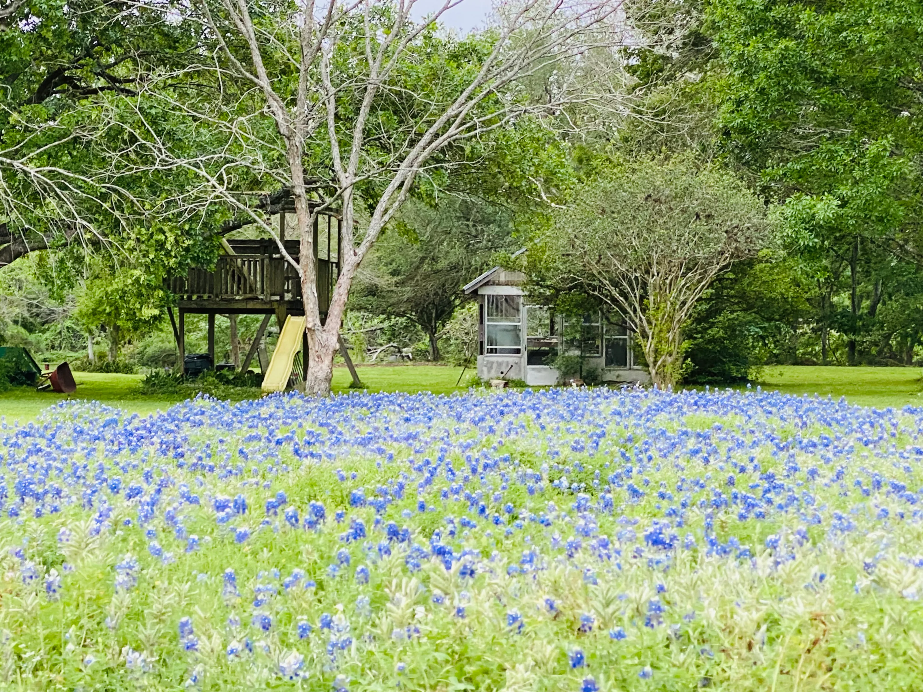 Field of Bluebonnets of Texas