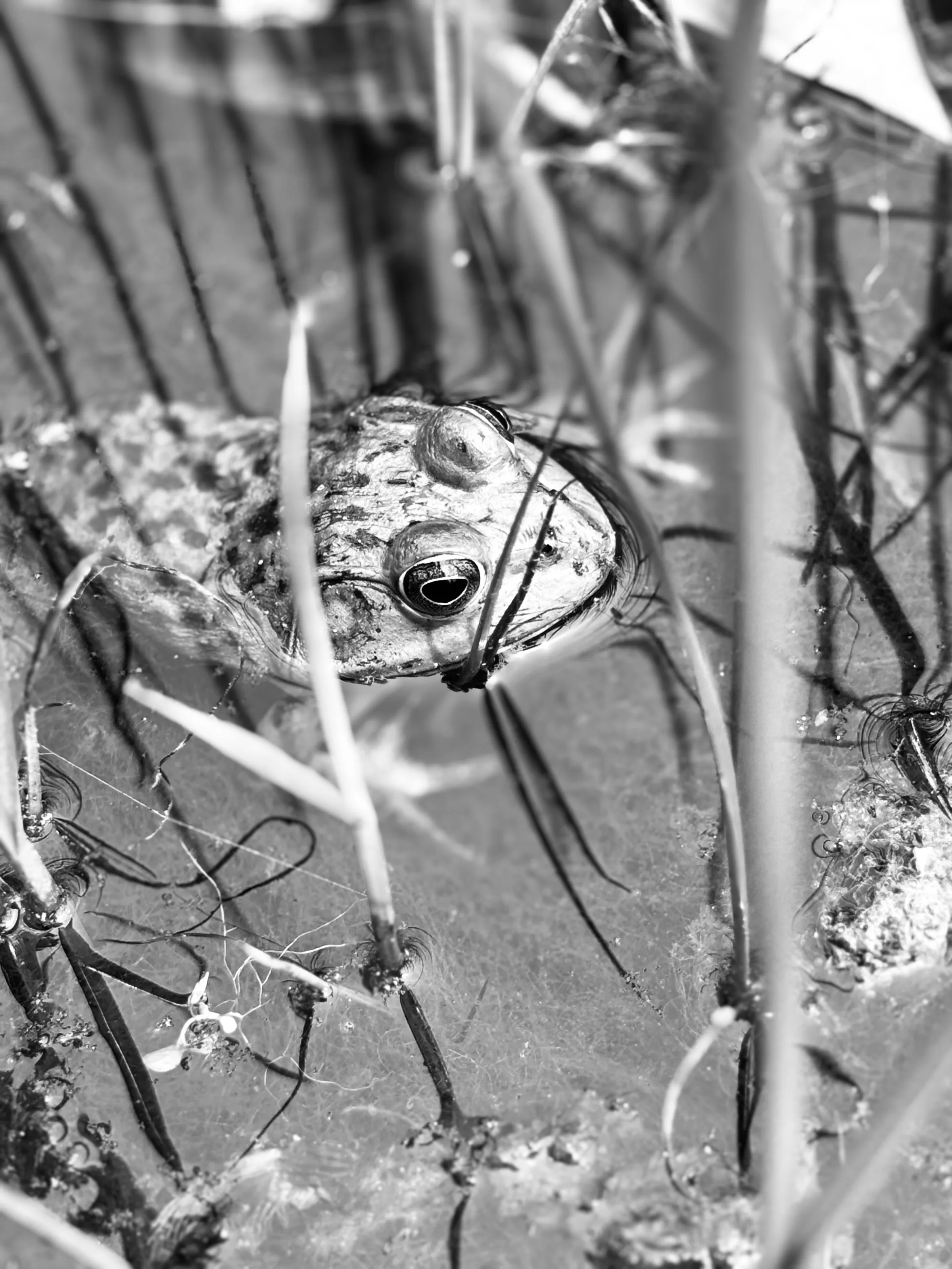 It’s a frogs life