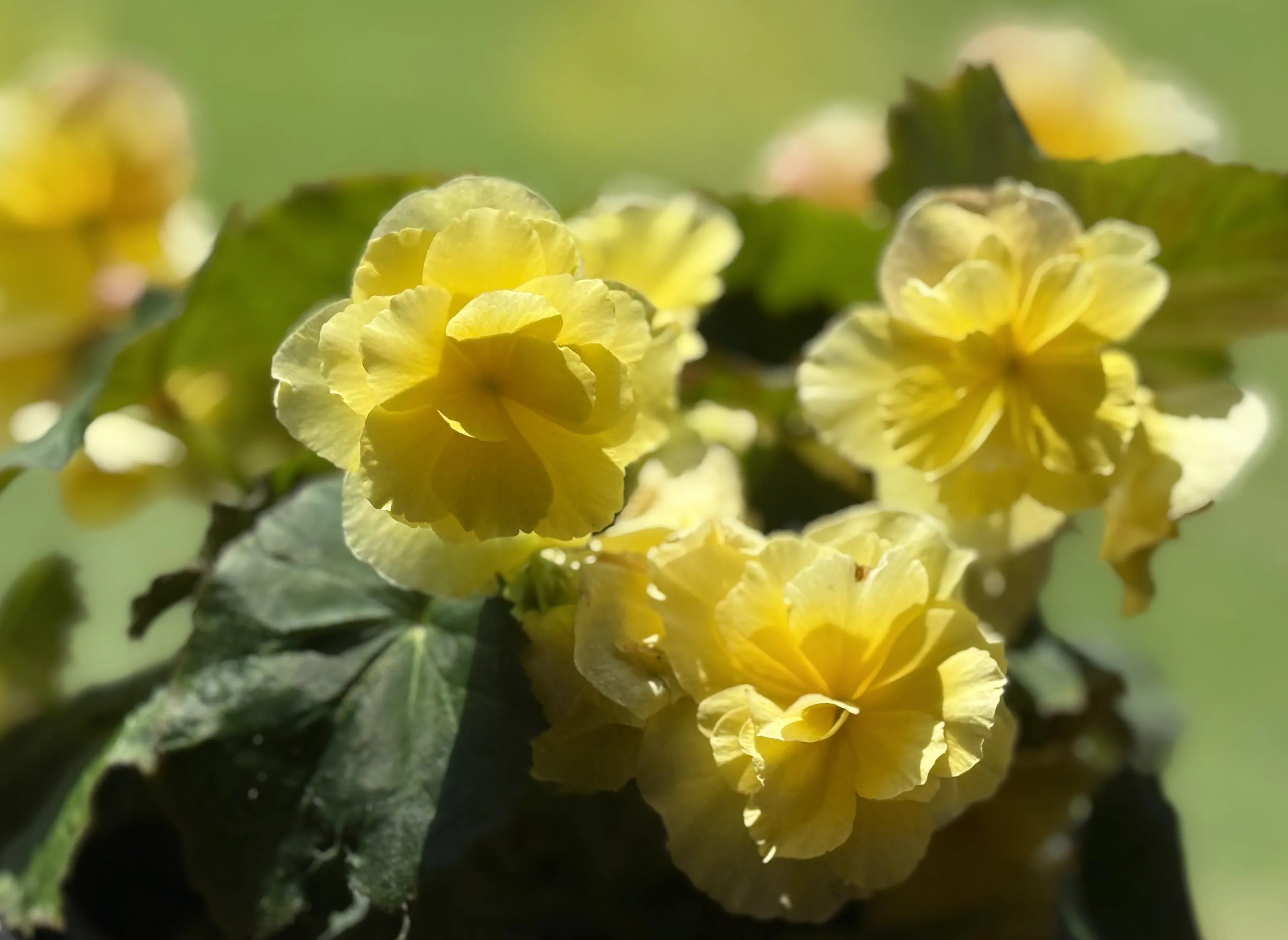 Flowers of the Same Kind and Colour Up Close