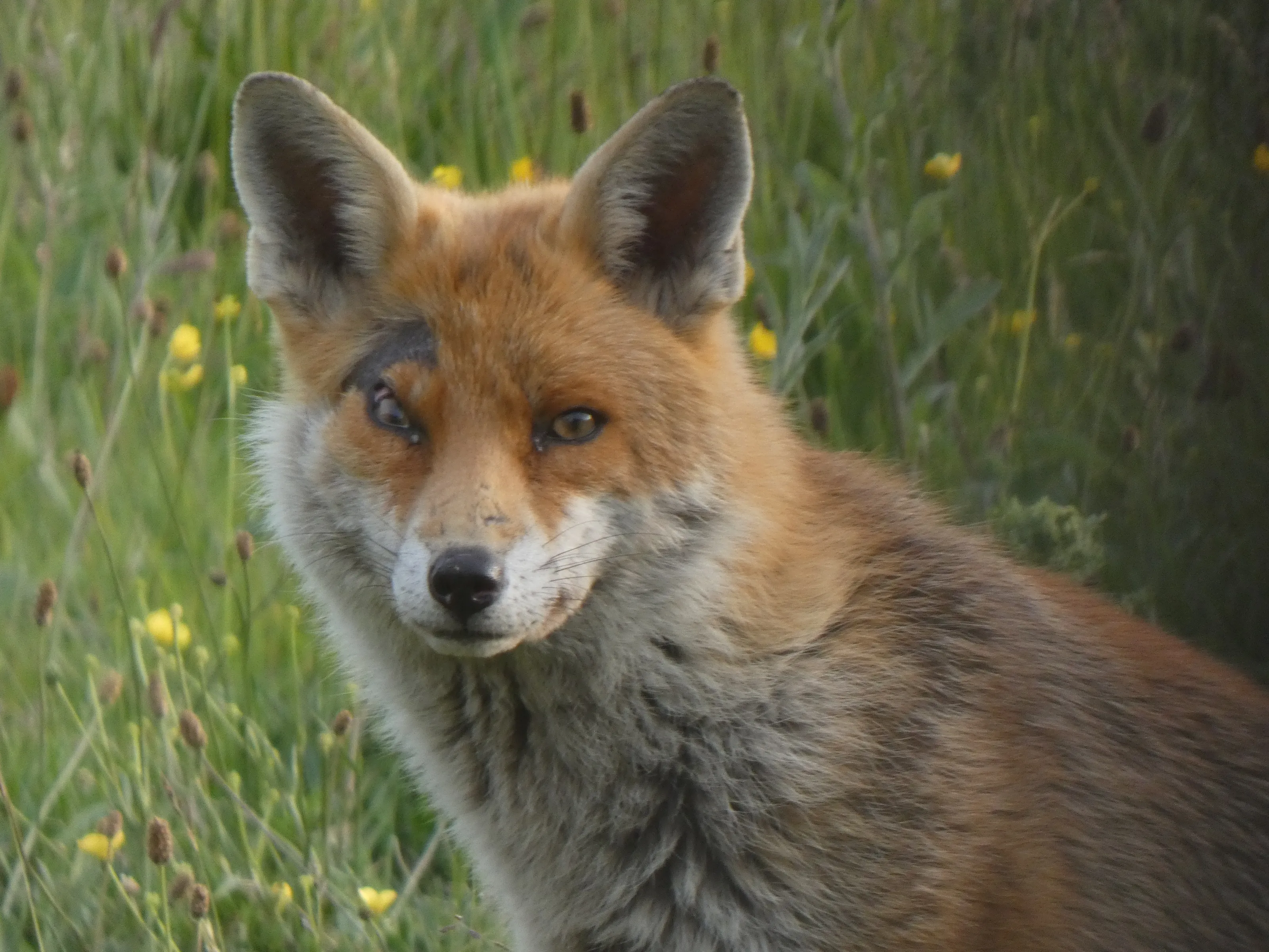 Fox