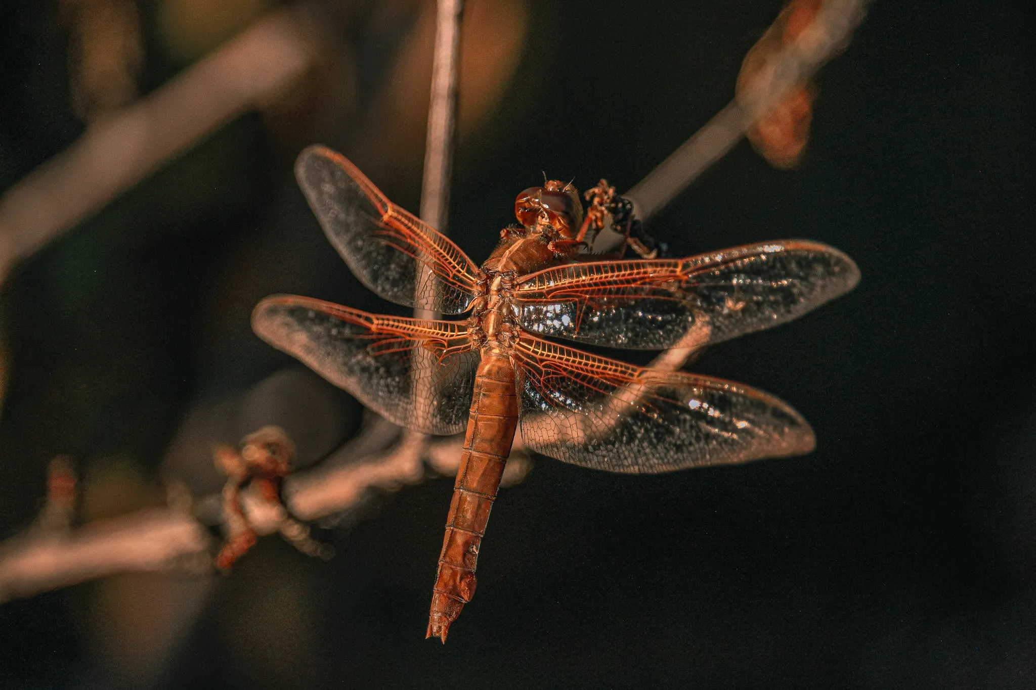 Flame skimmer
