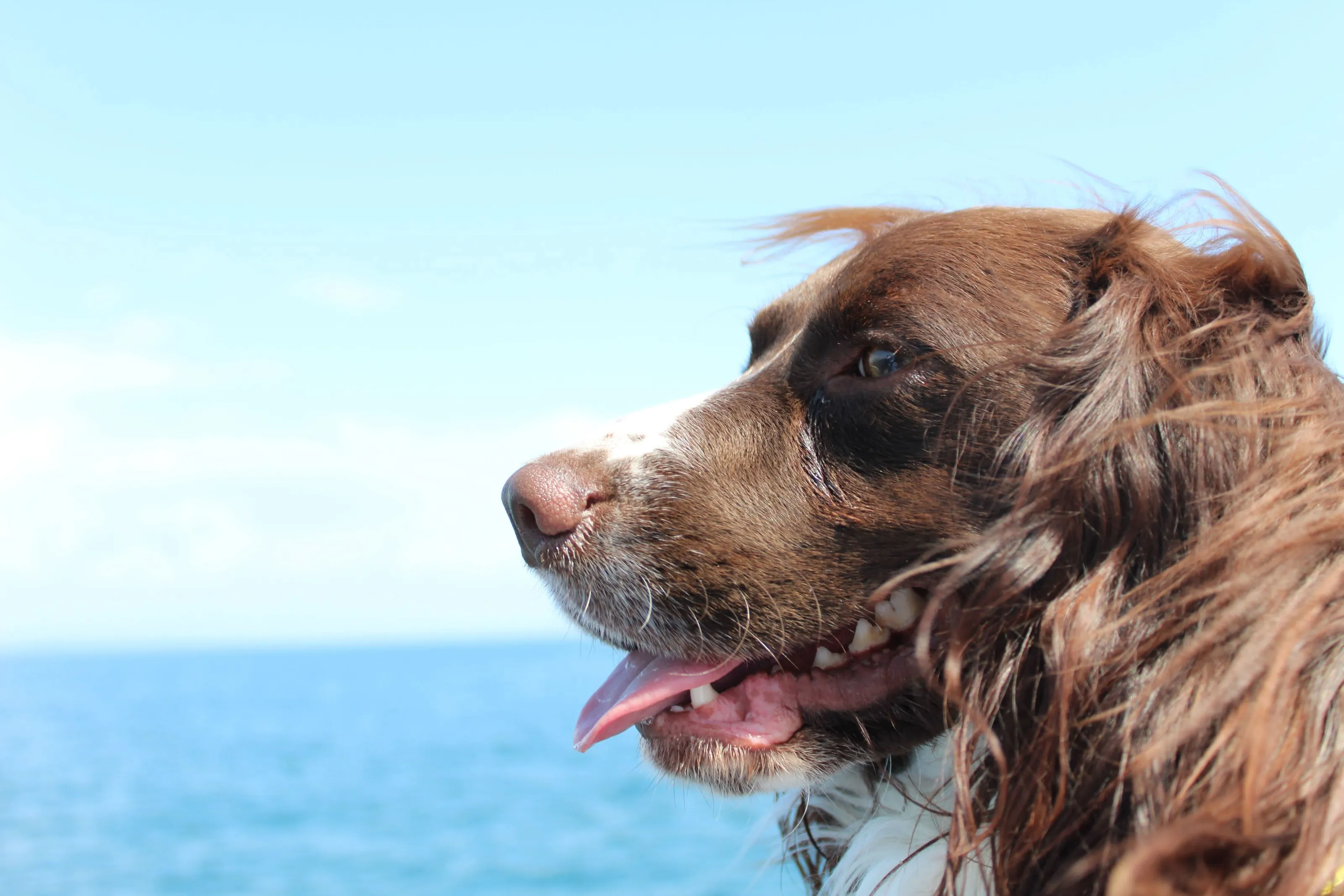 Prettiest dog on the sea