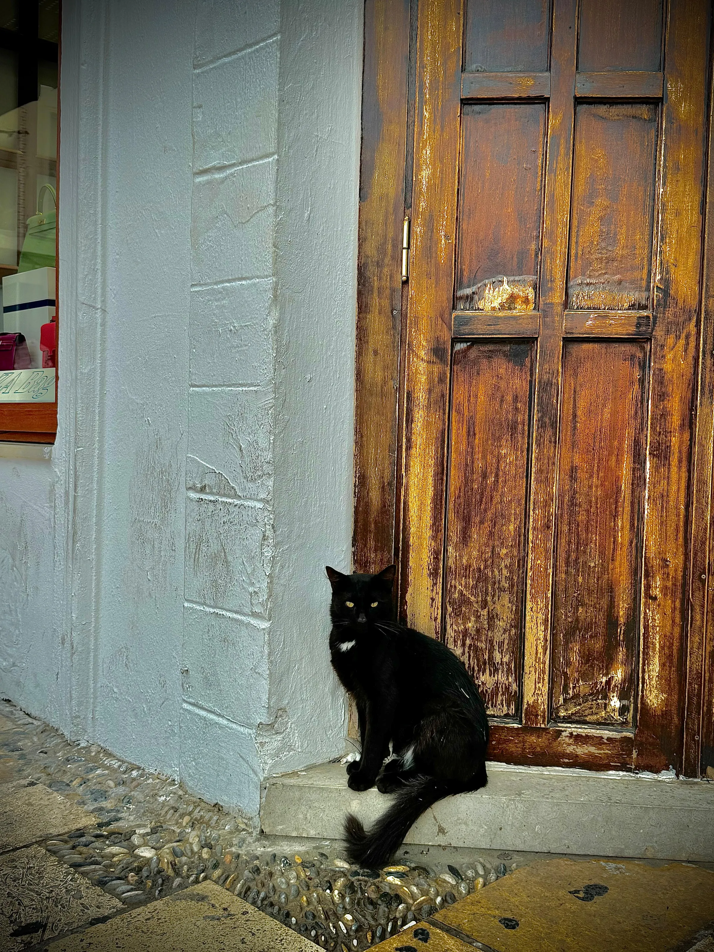 siyah kedi