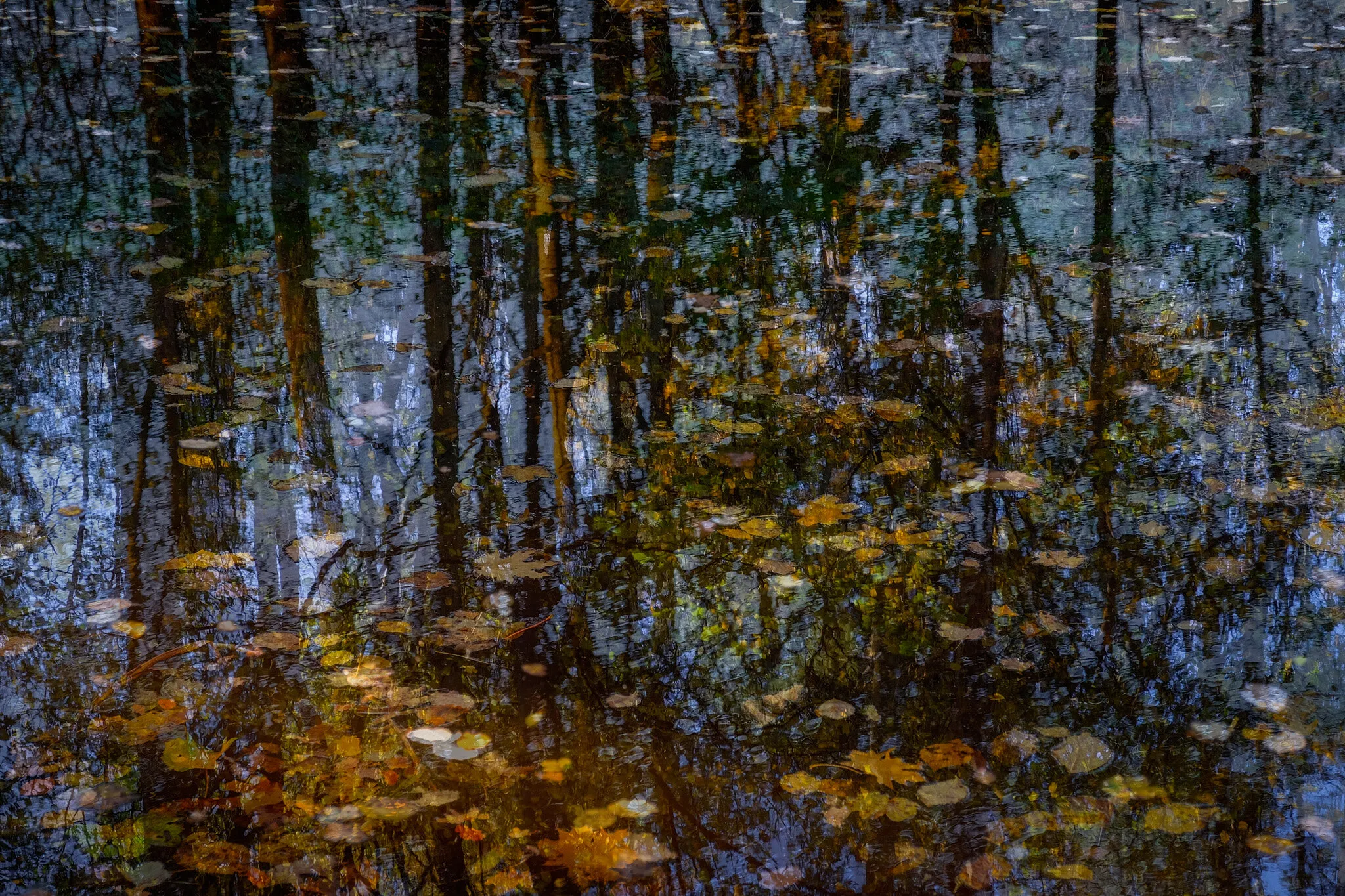 Autumnal Abstract