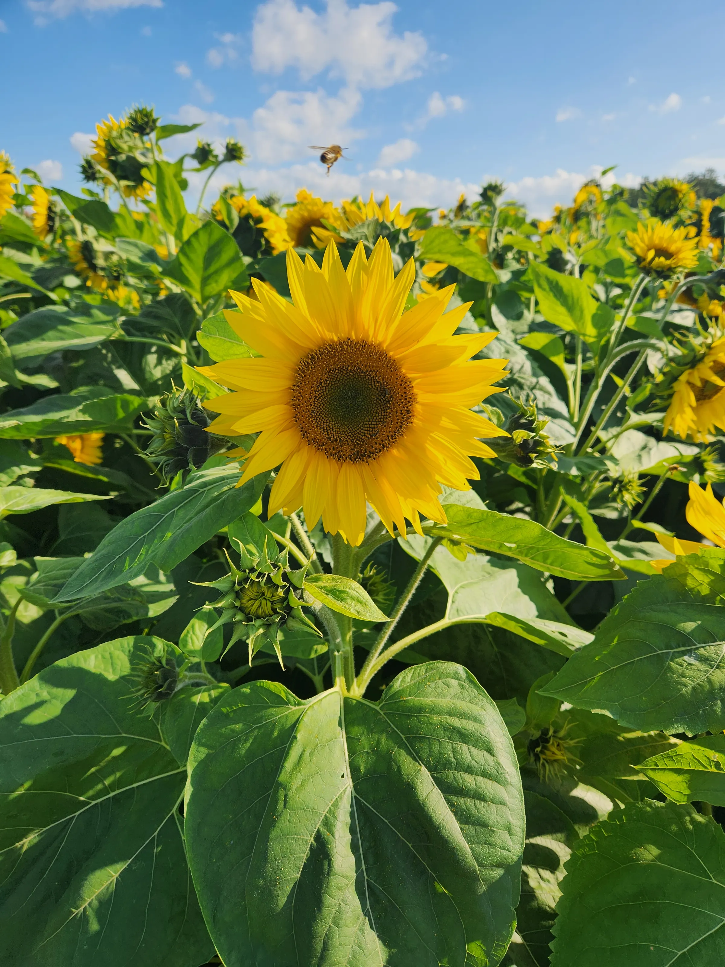 Flowerpatch
