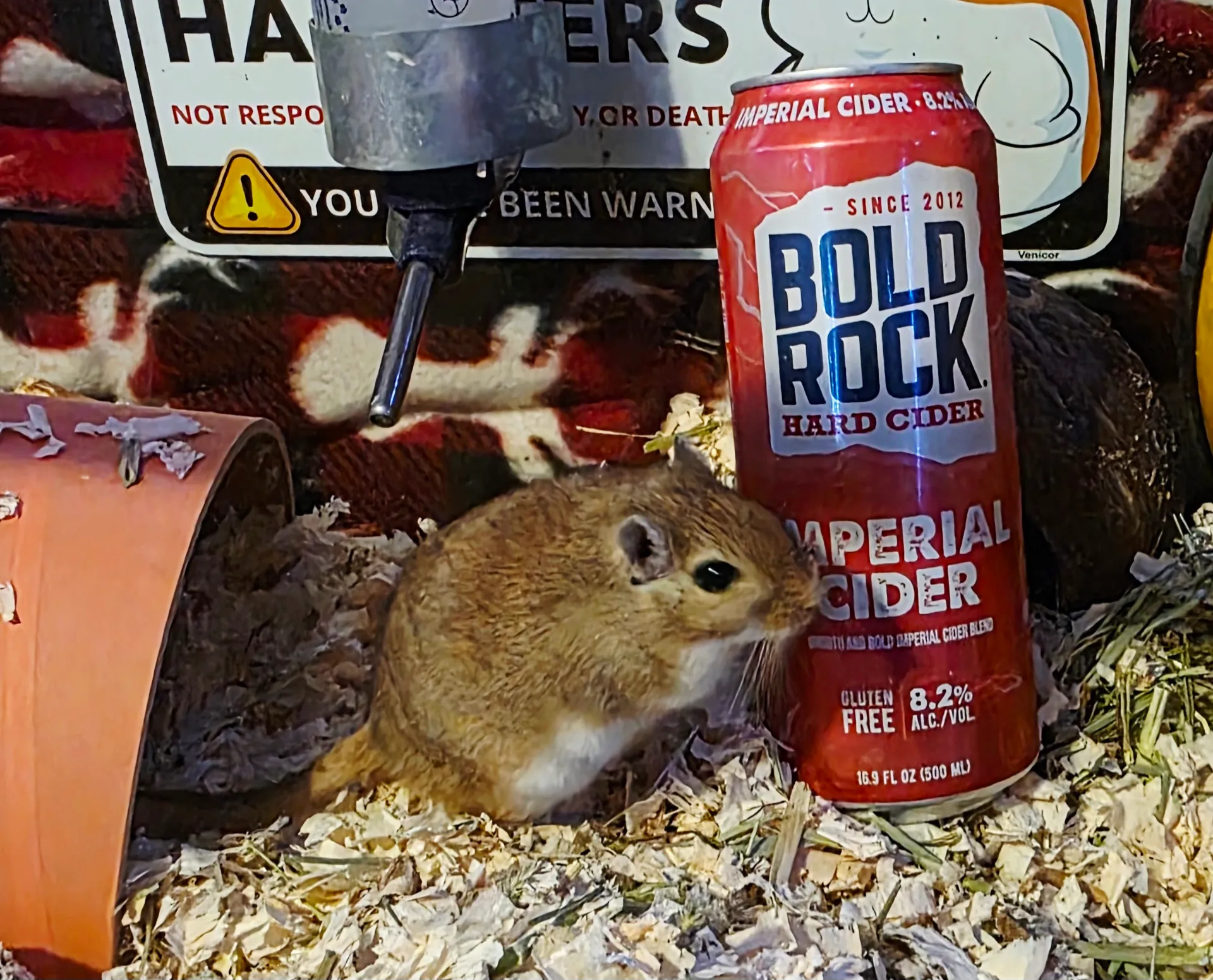 Pet Rodents in Home Settings