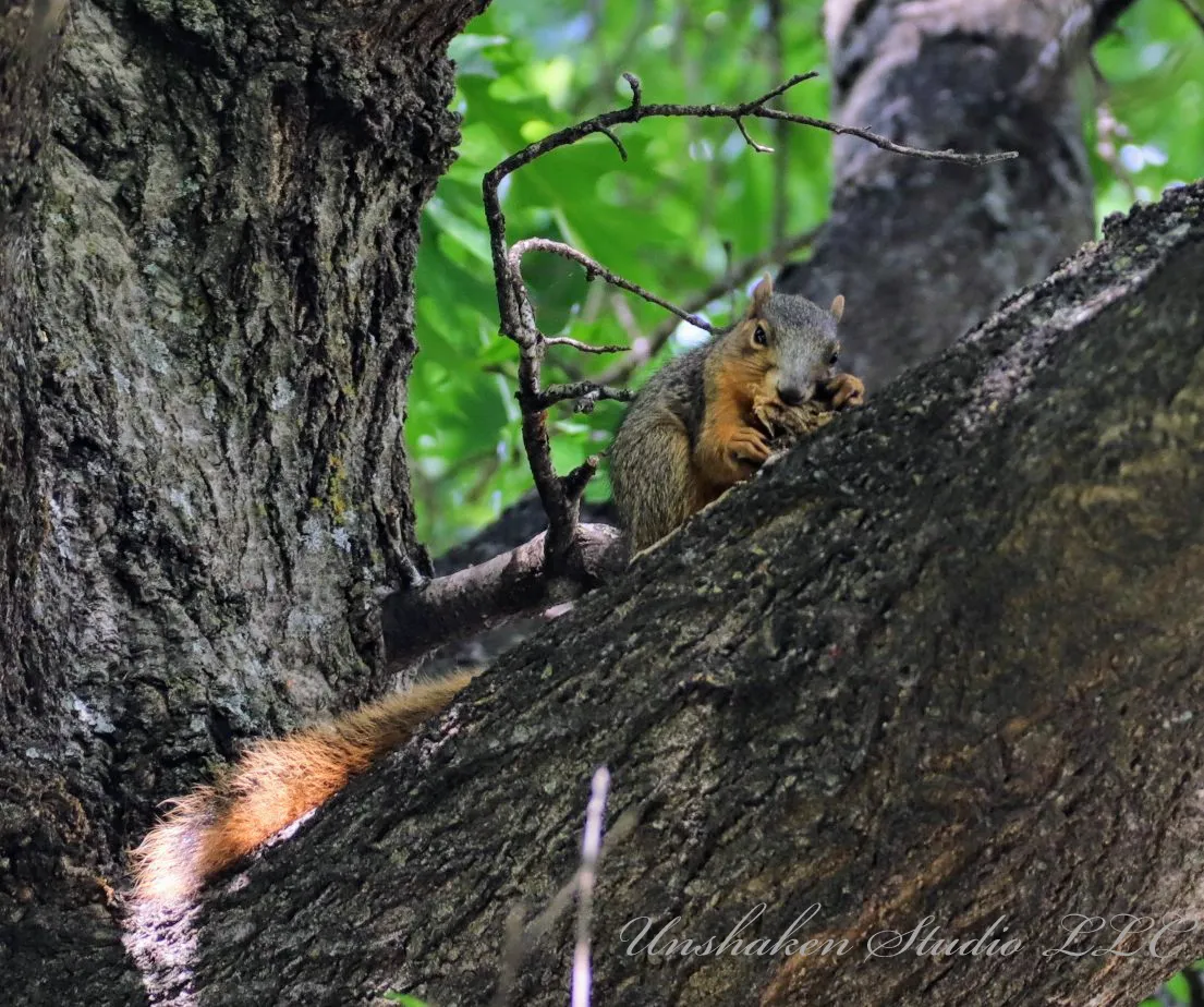 A little Squirrely