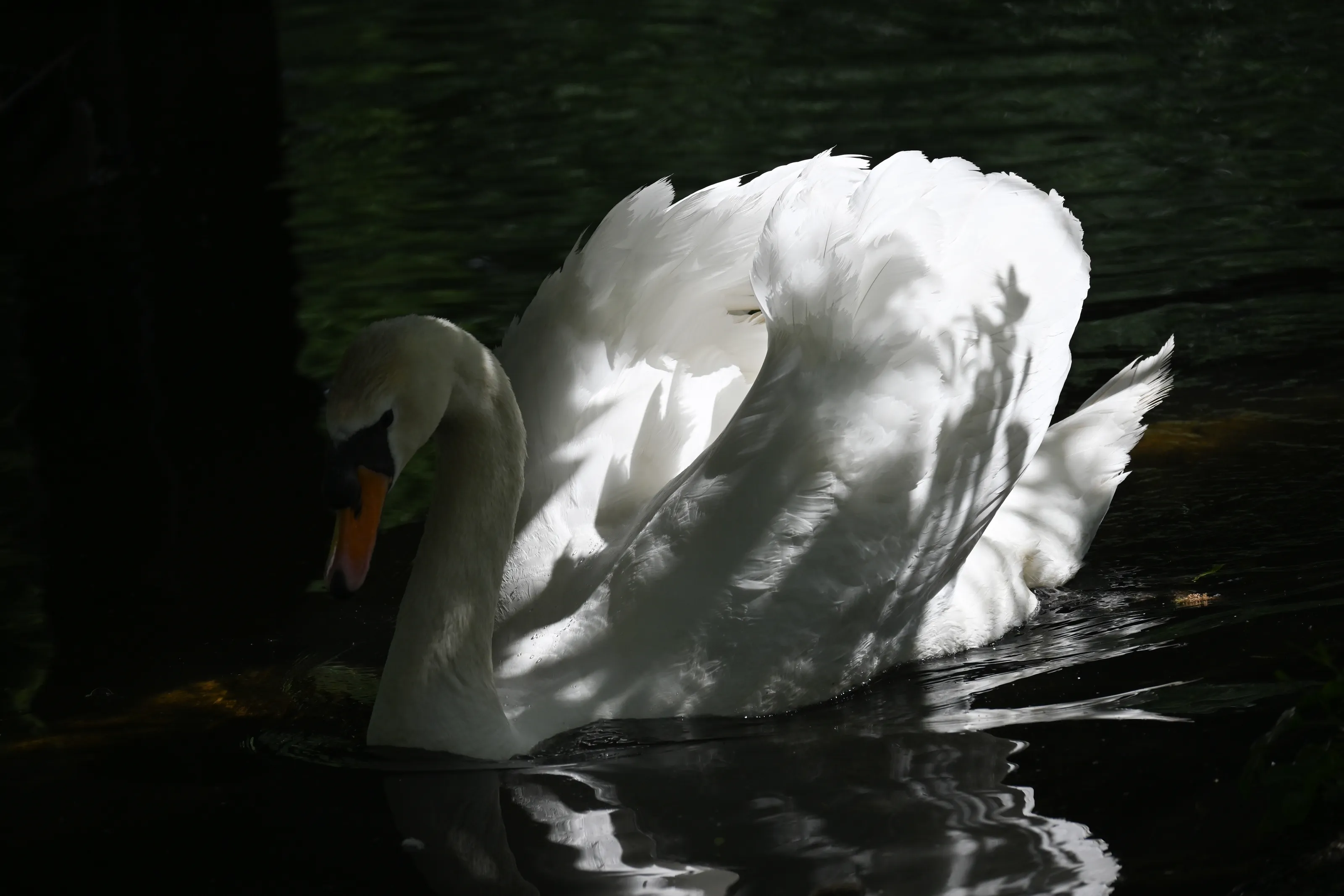 Swan light