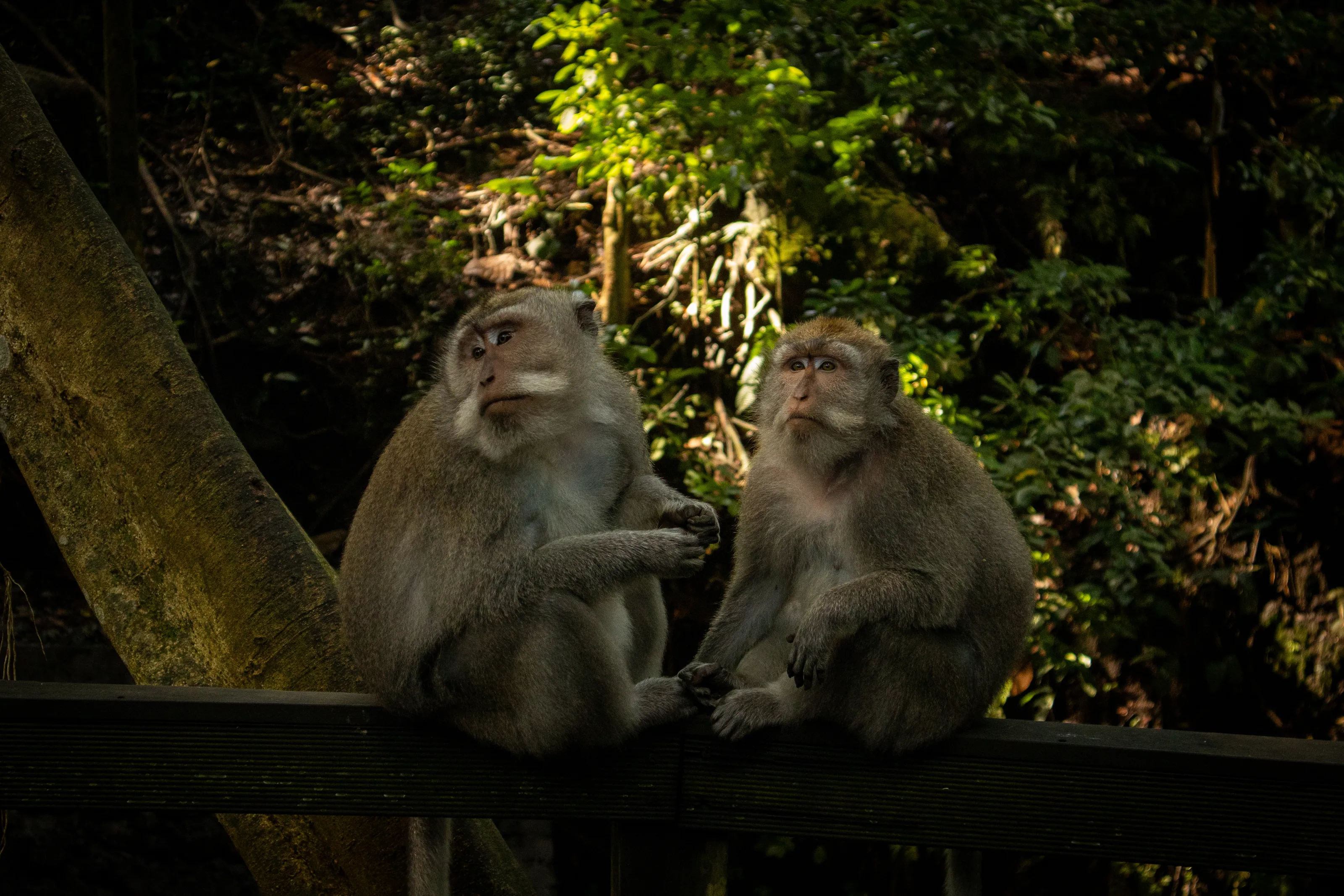Monkeys of Bali