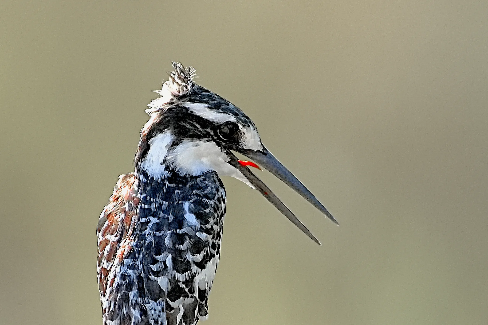 Kingfisher