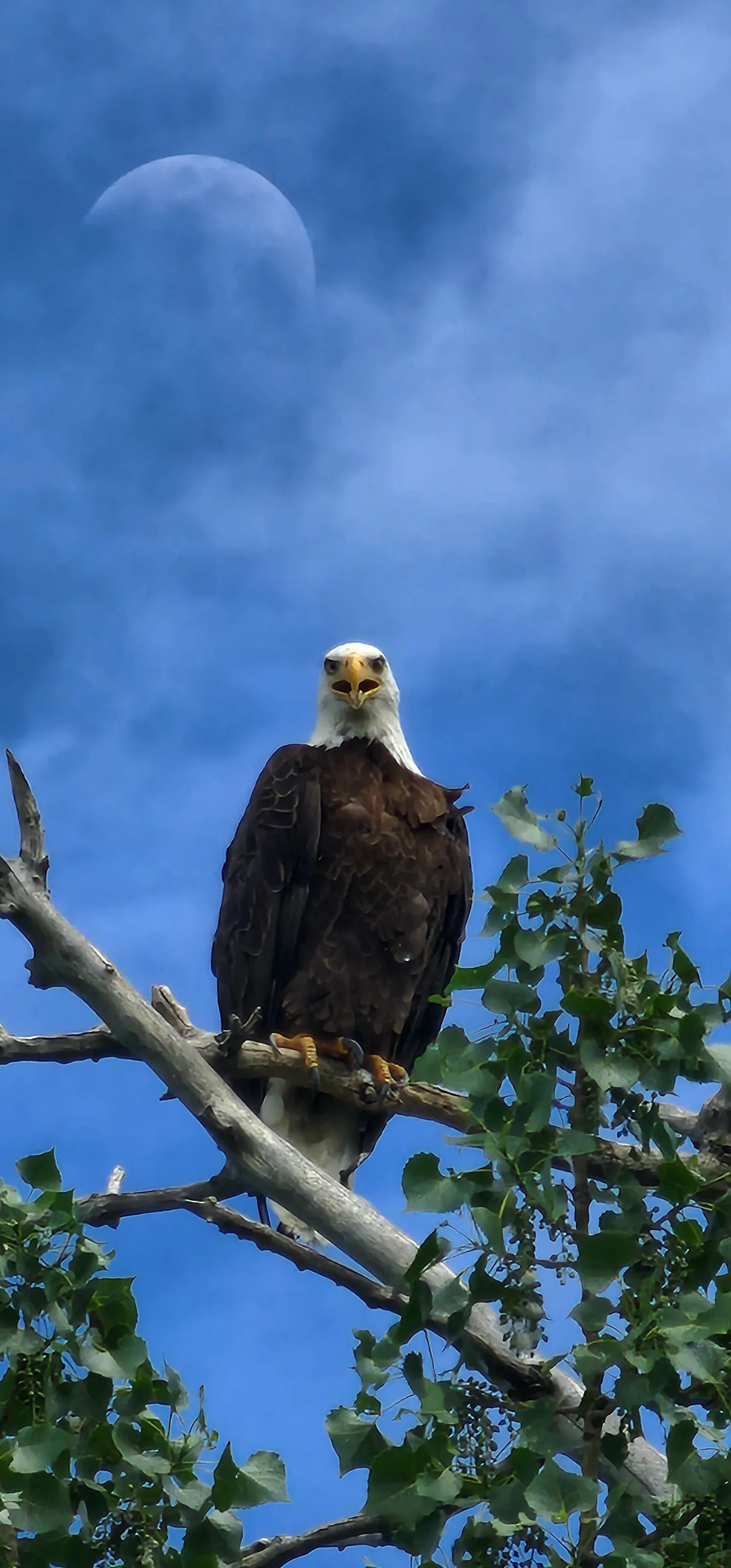 Eagle taken with moon
