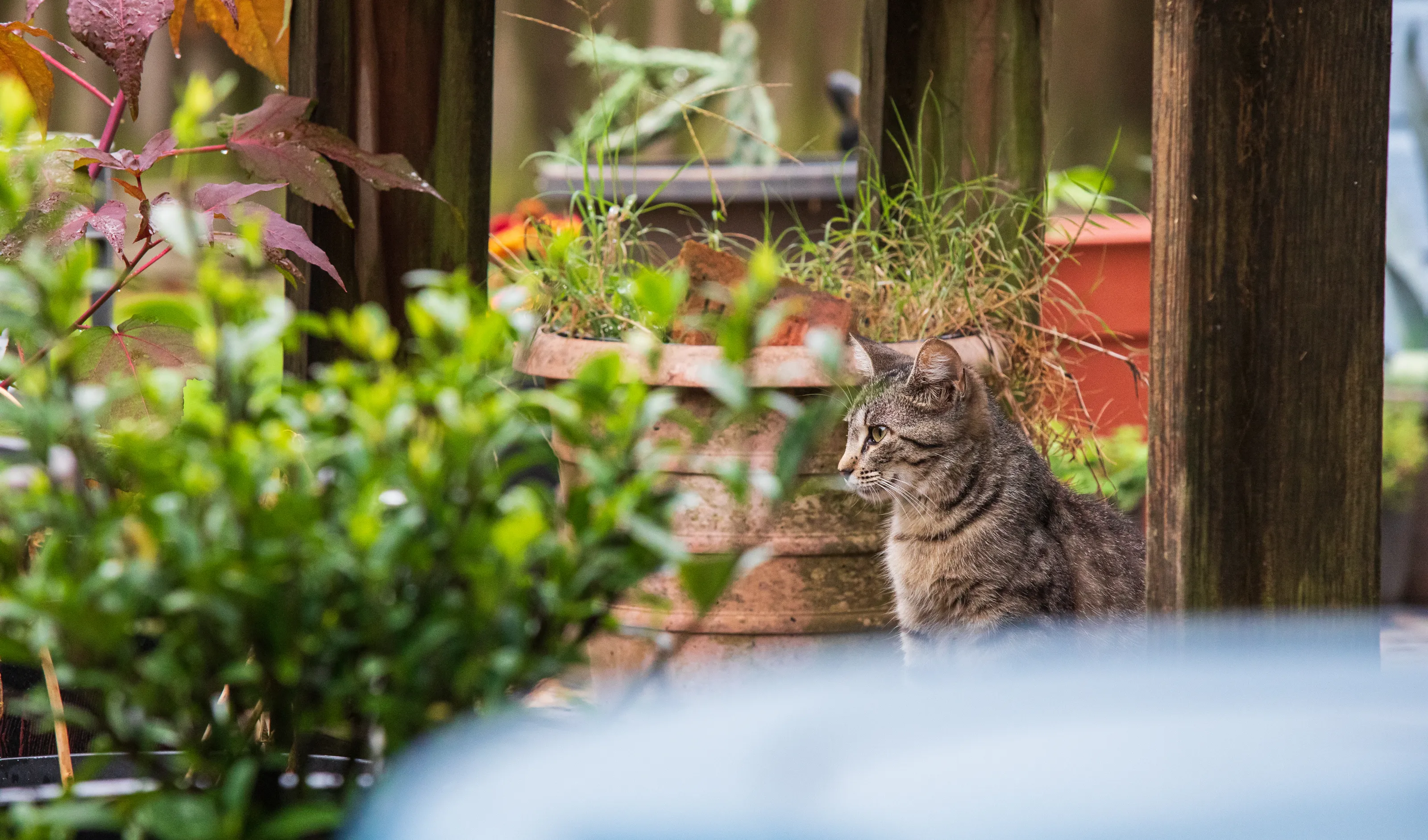 Queen of The Urban Jungle