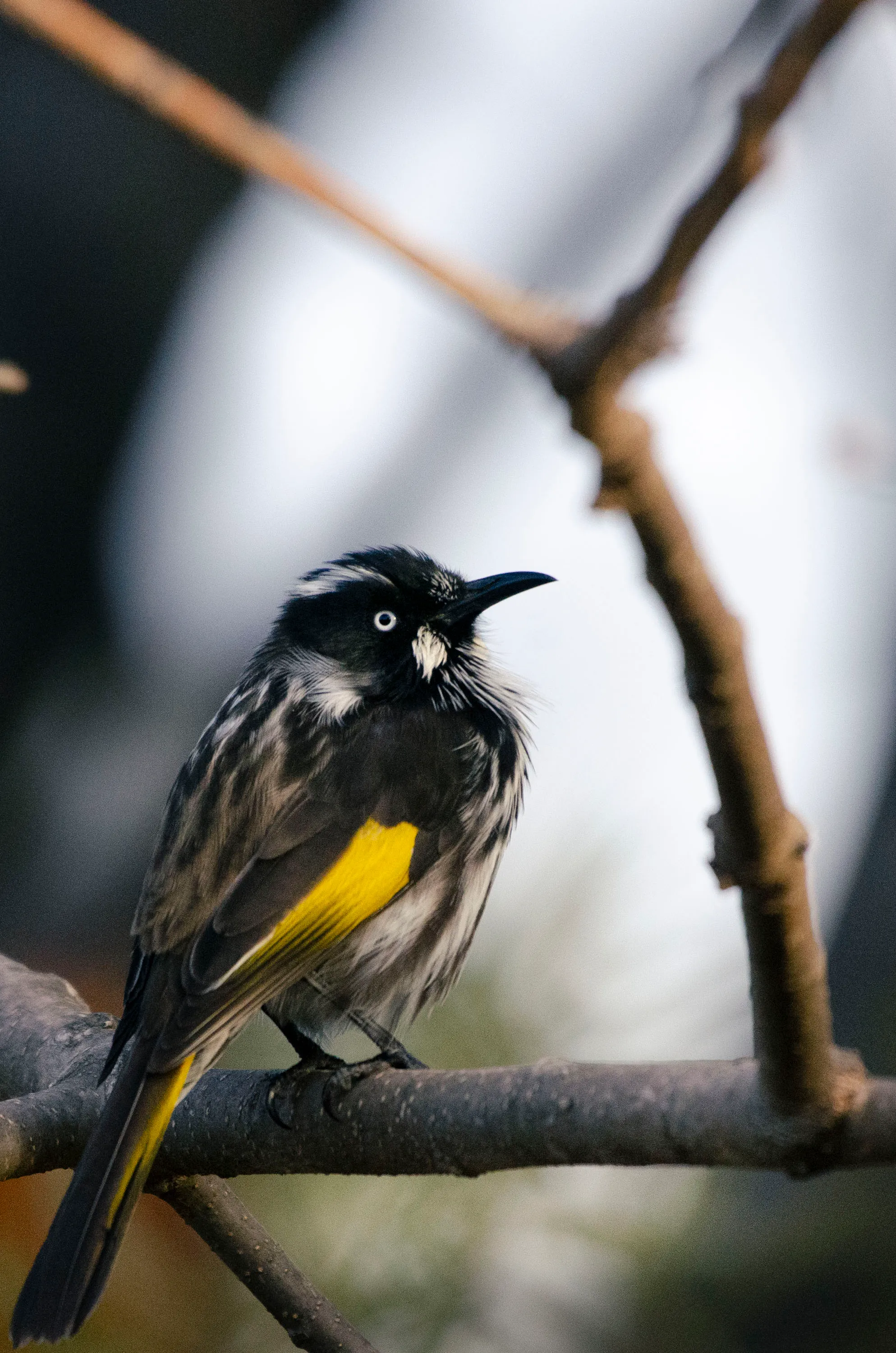 Honeyeater