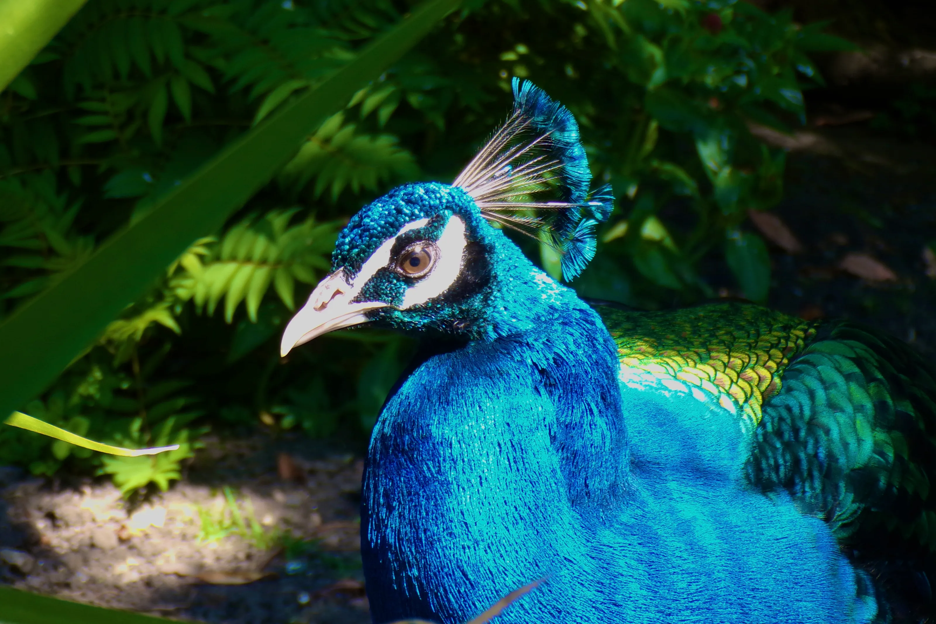 Peacock