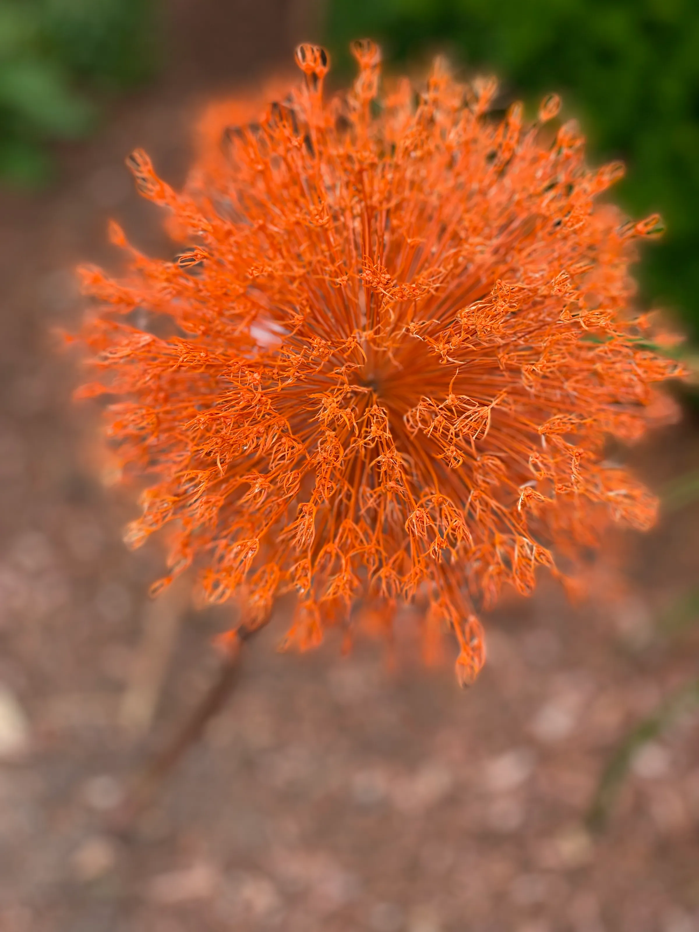 Orange puff