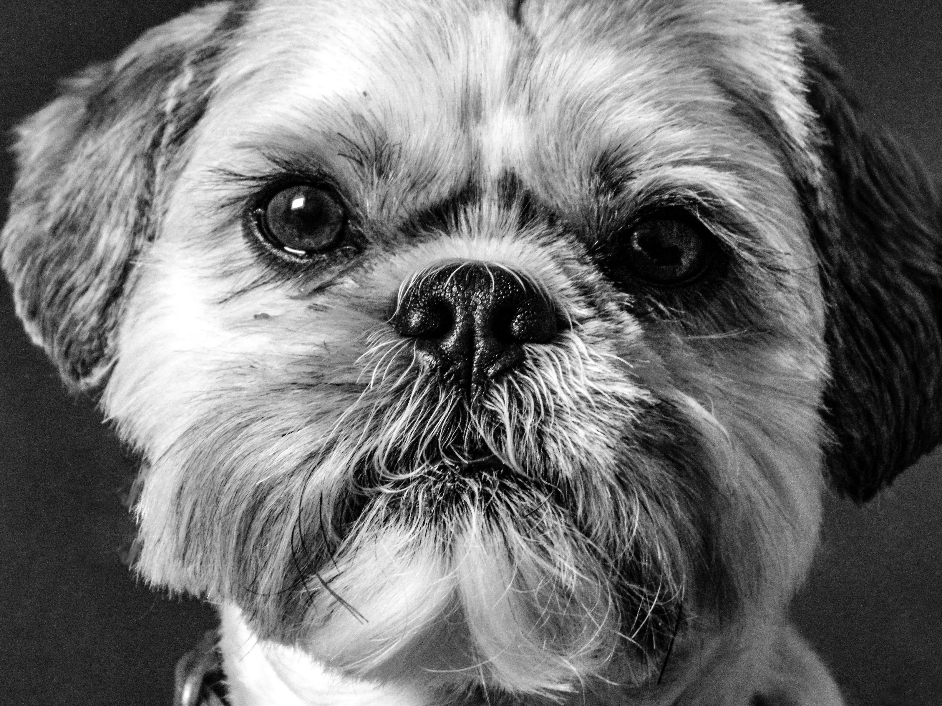 The shihtzu