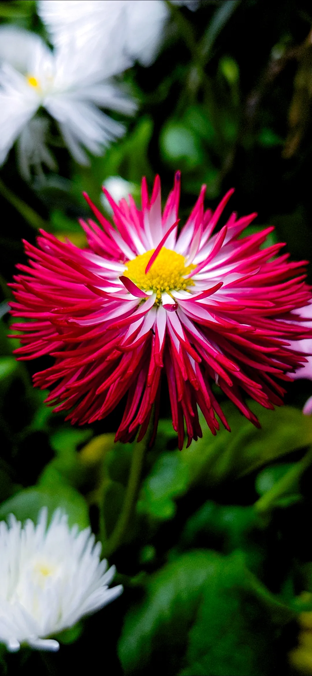 Aster