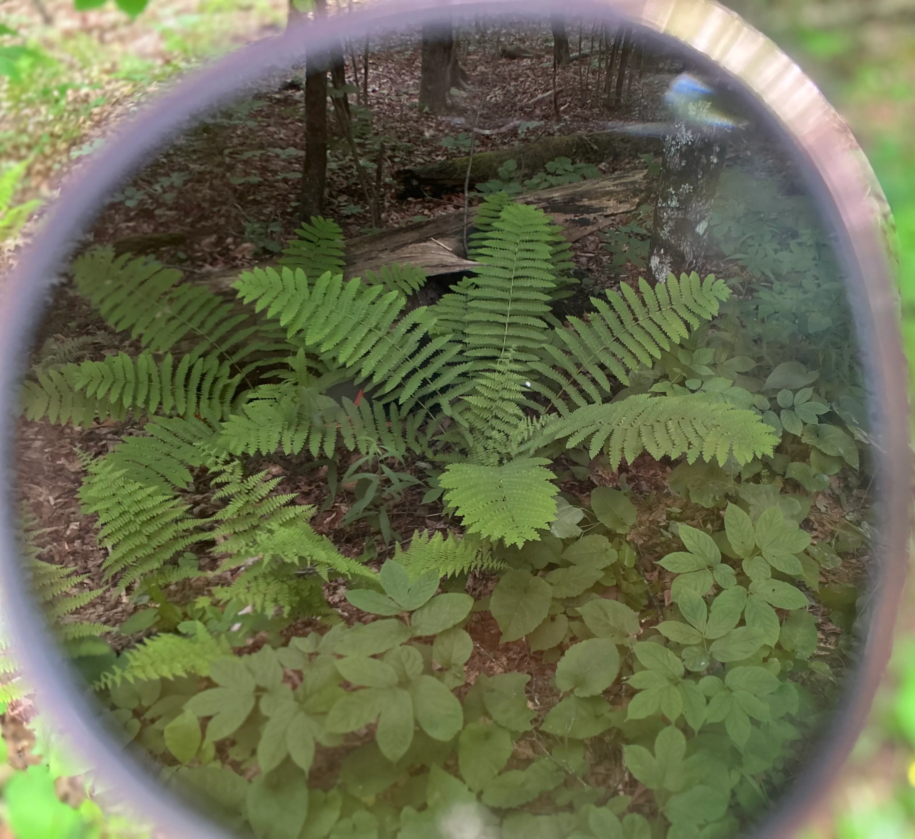 Through my glass