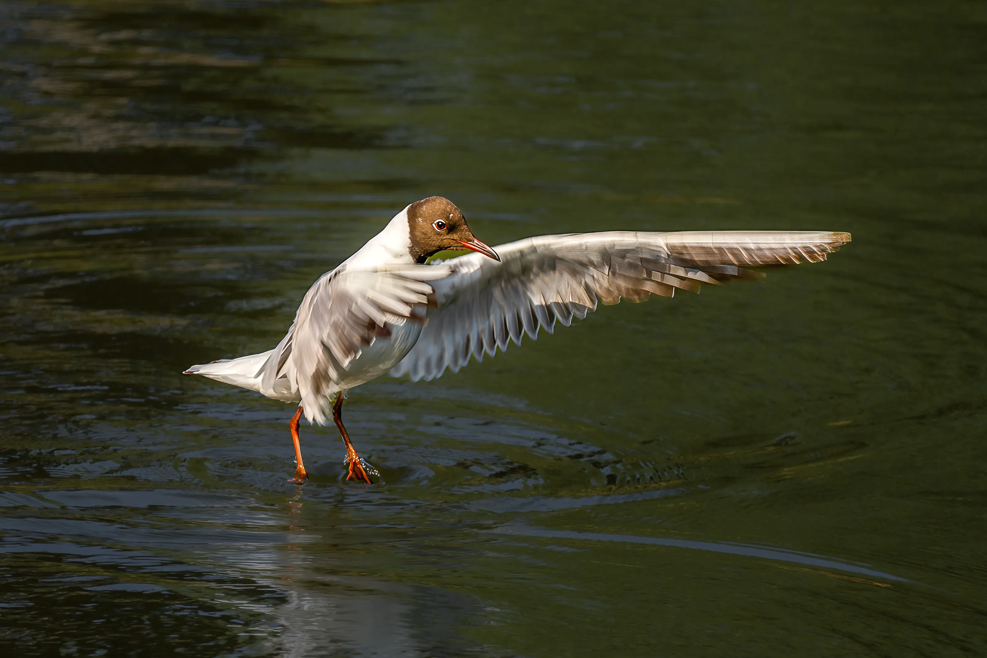 The art of landing