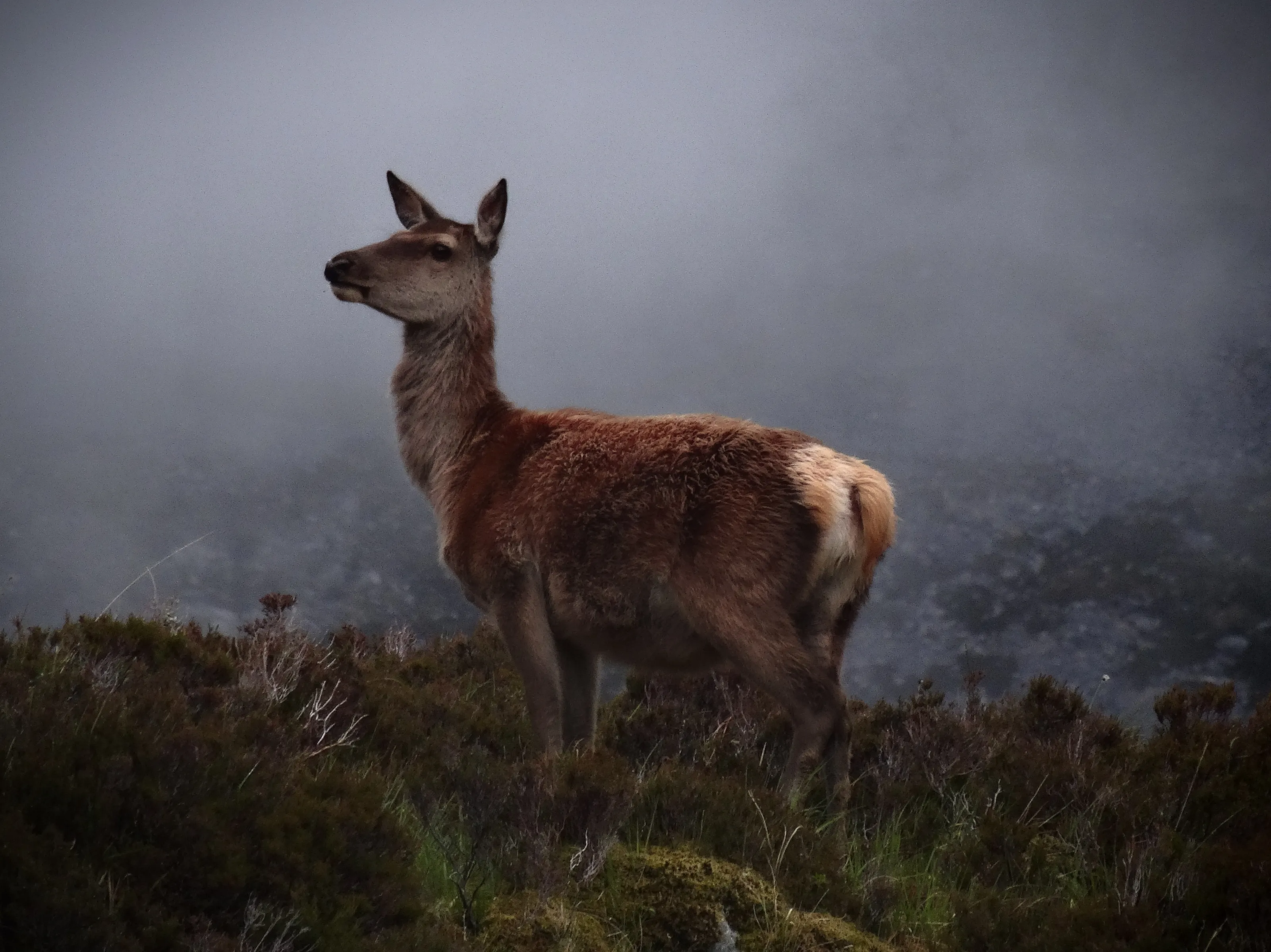 Red Deer in the Fog