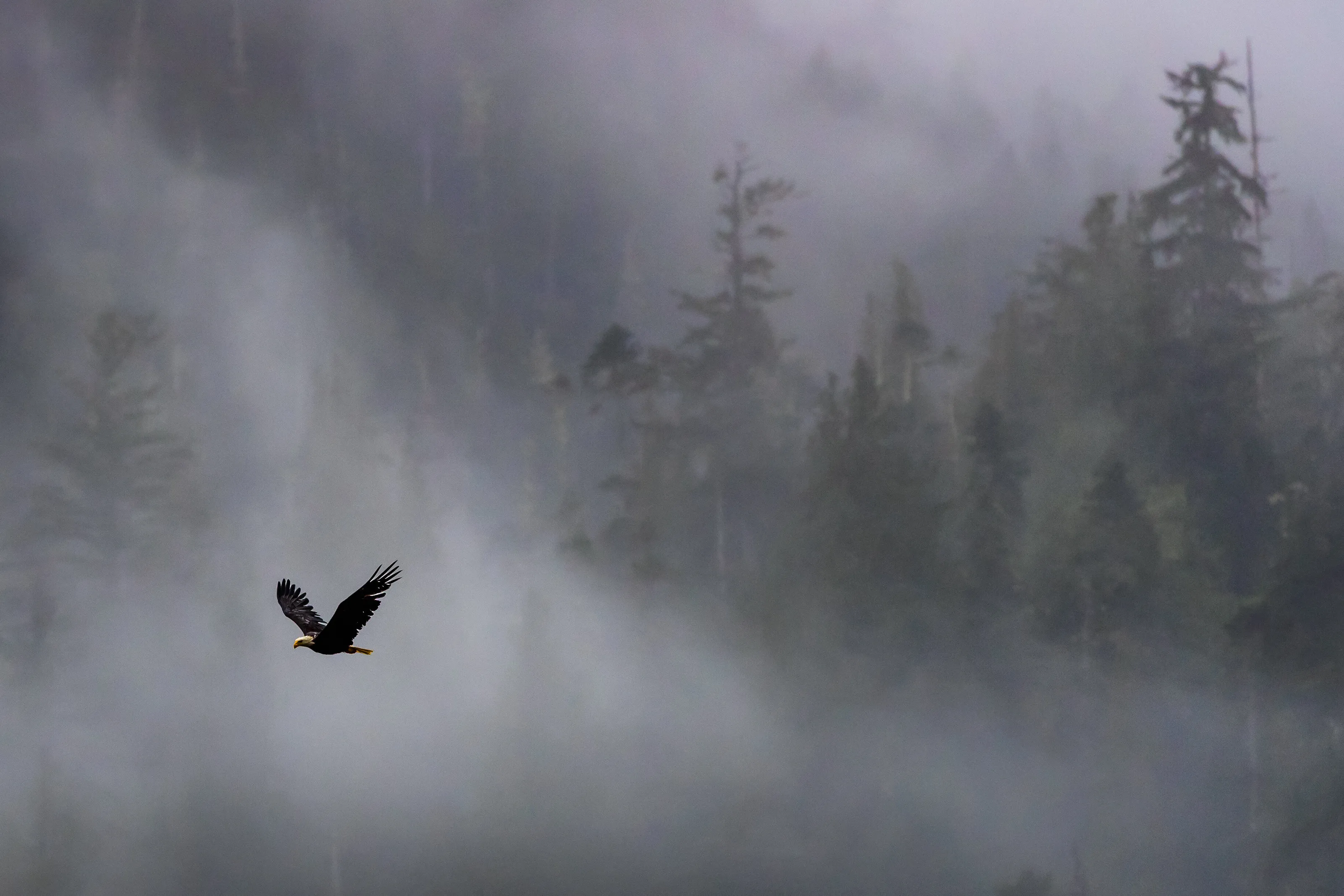 Bald Eagle in the Fjord