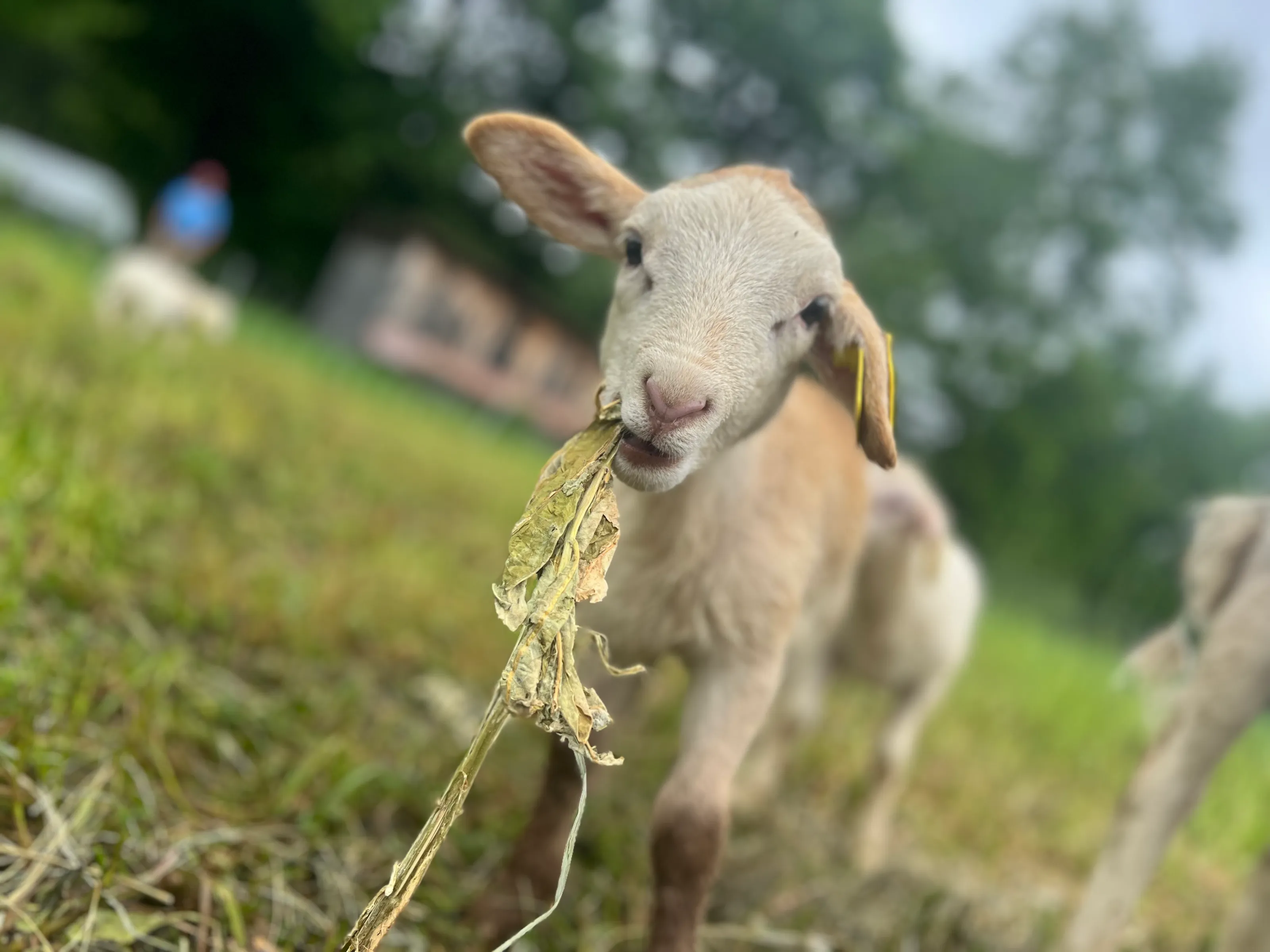 Young Lamb Eats Hay For The First Time
