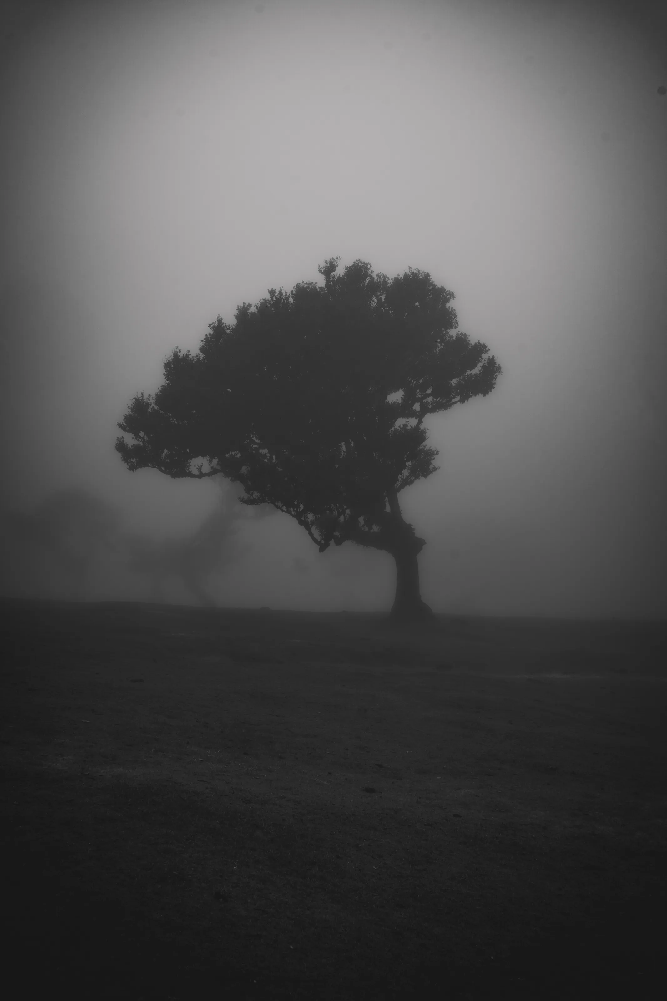 Laurel tree