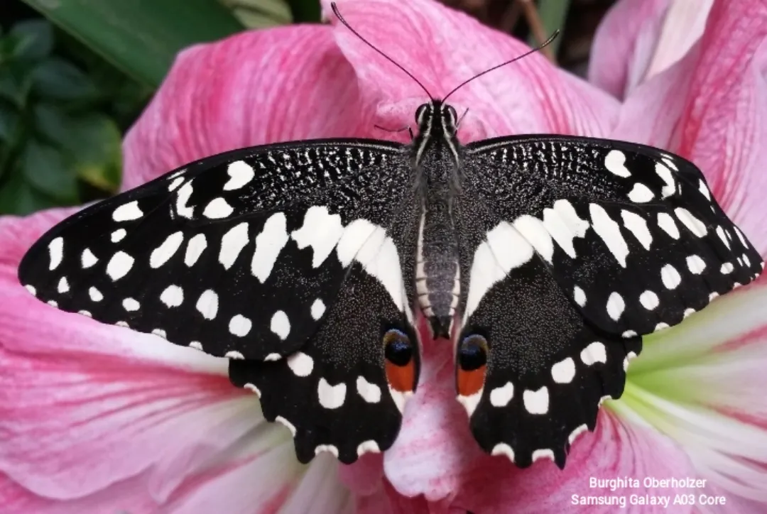 My happy Butterfly's beautiful wings