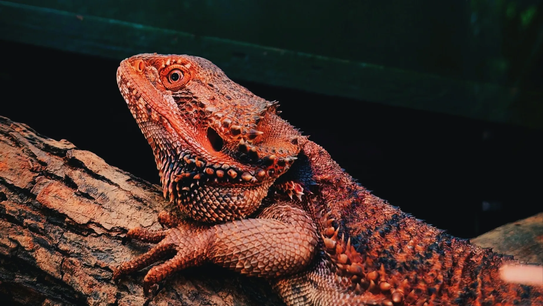Reptiles