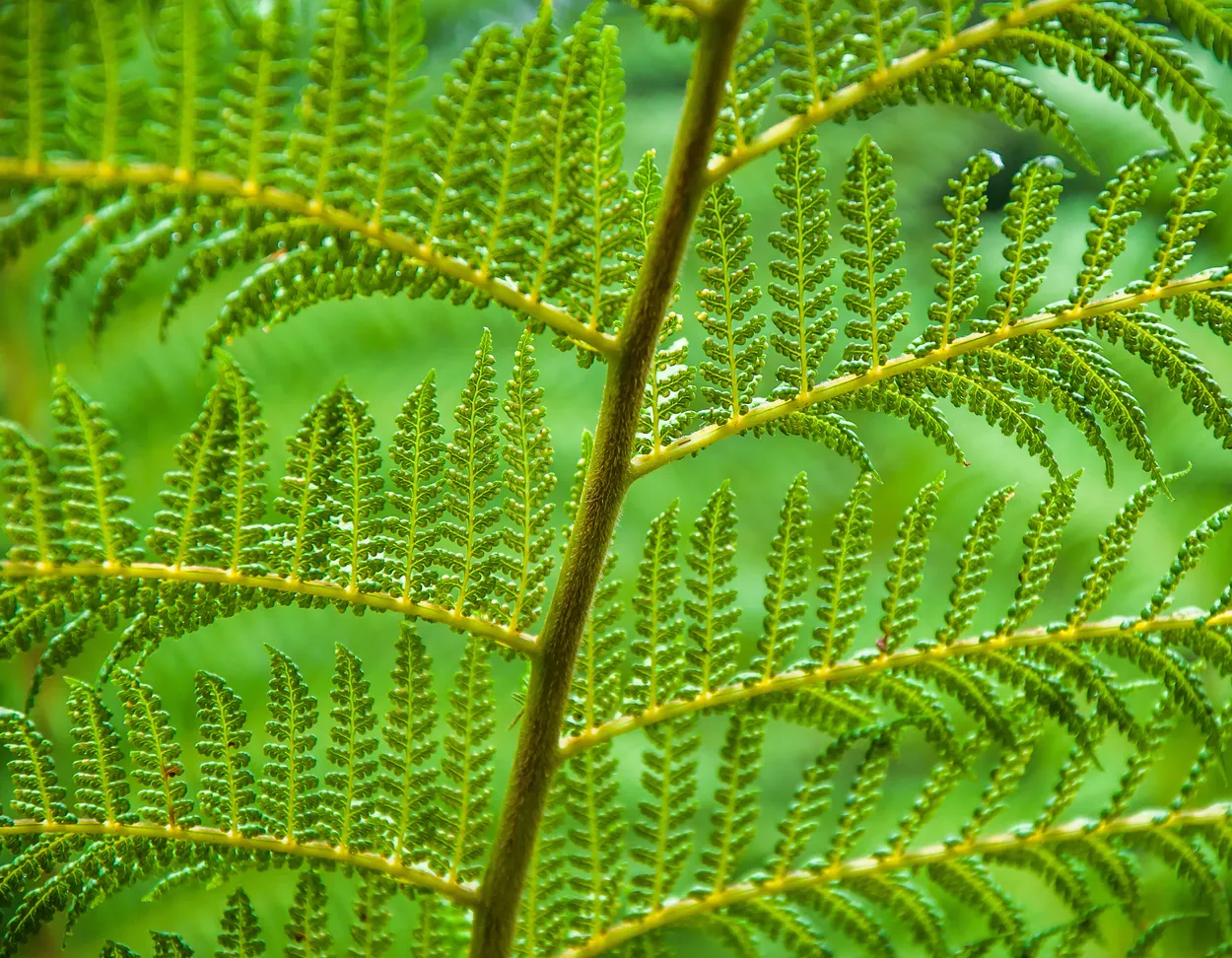 Entry 4901957