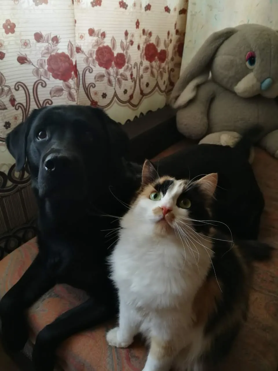 Dog  and kitten