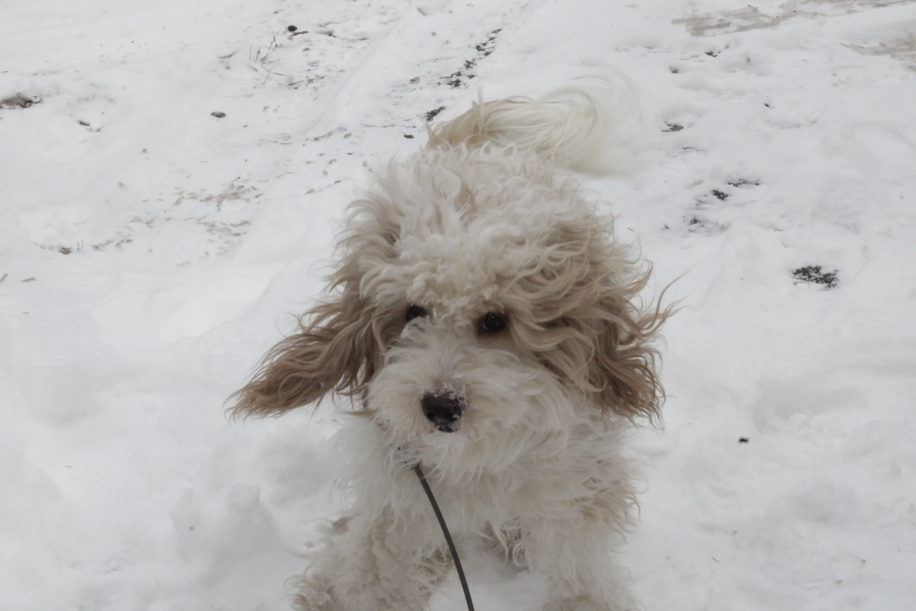 Hazel the cockapoo