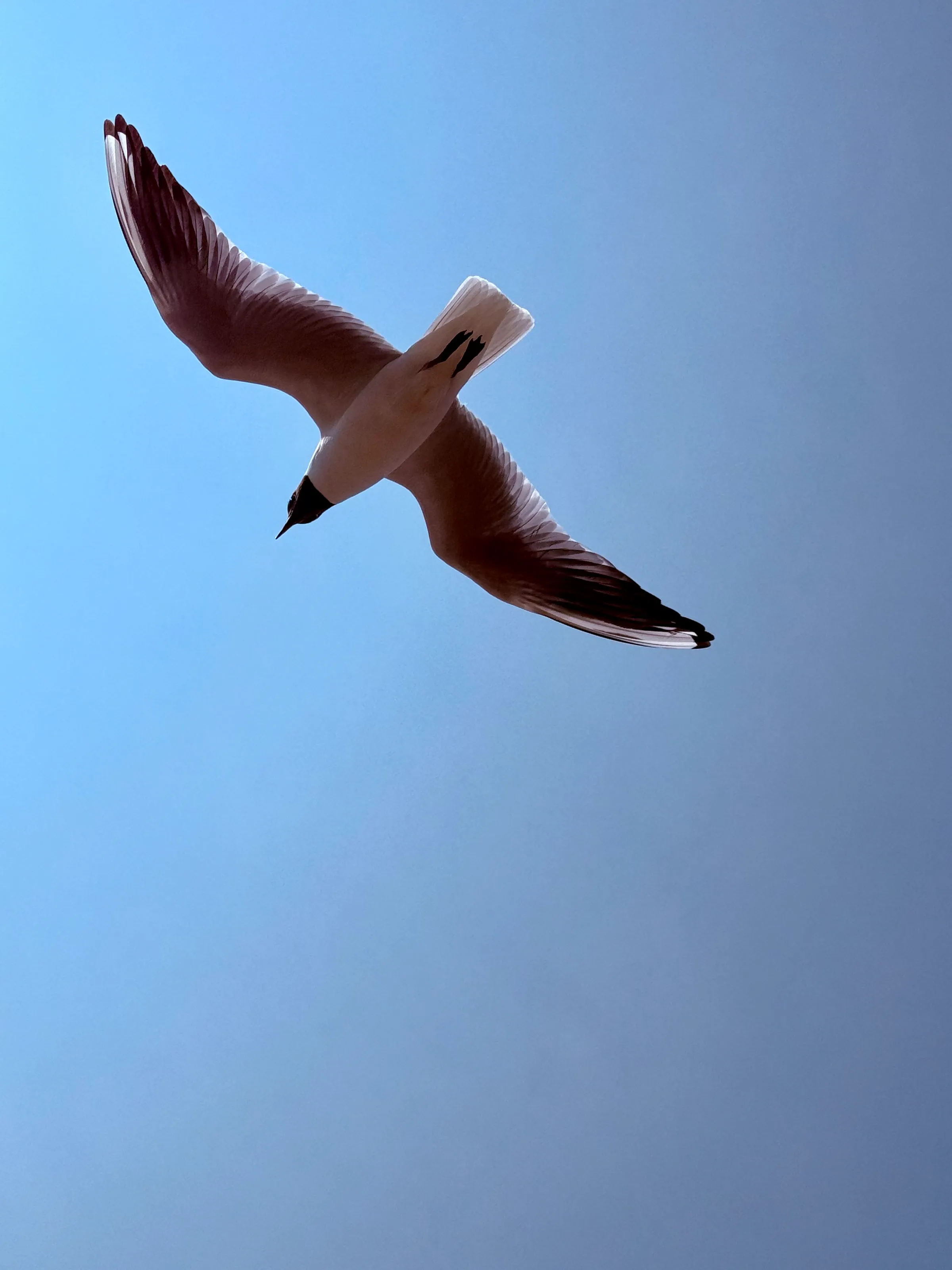 Milford black-headed gull