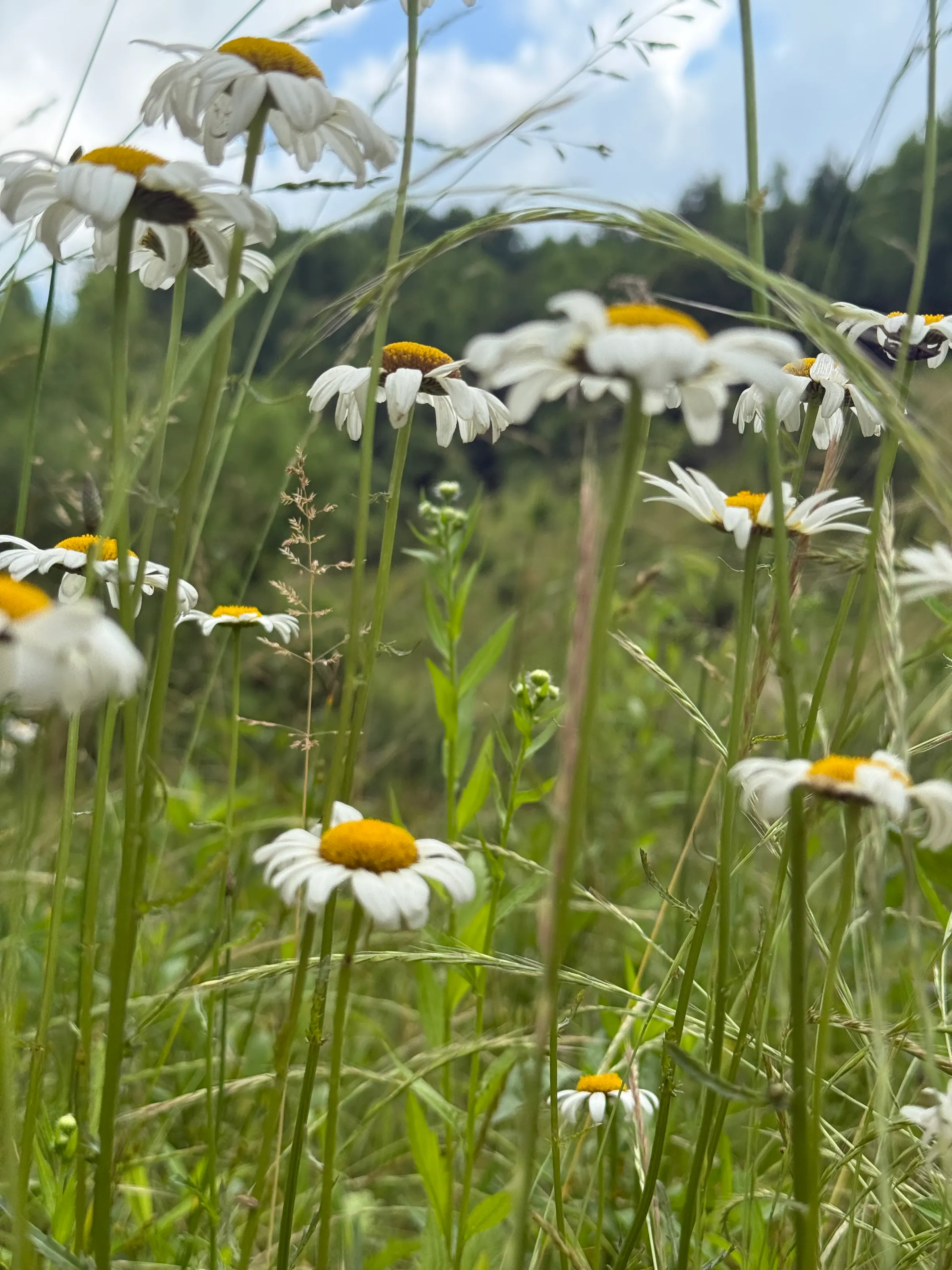 Daisy Days