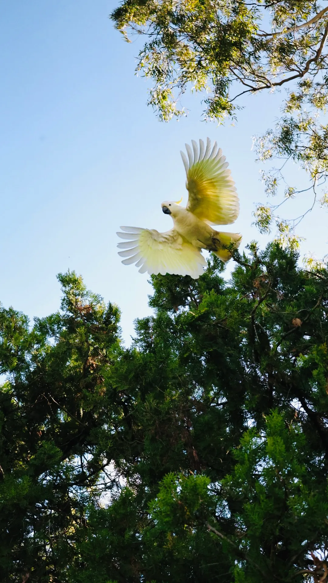 cokatoo flying overhead australia